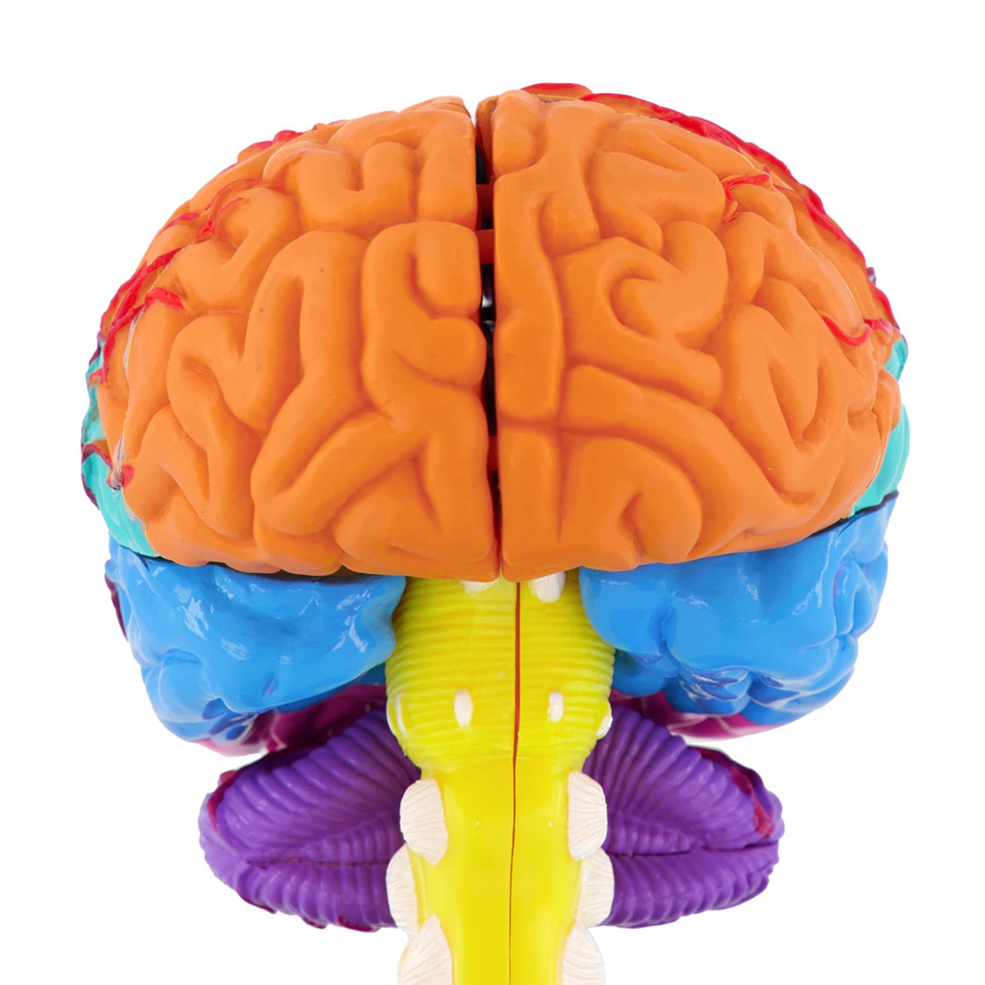 AR Anatomy Professional Model Brain Kmart