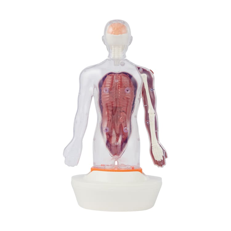 Interactive Human Body Model Kmart