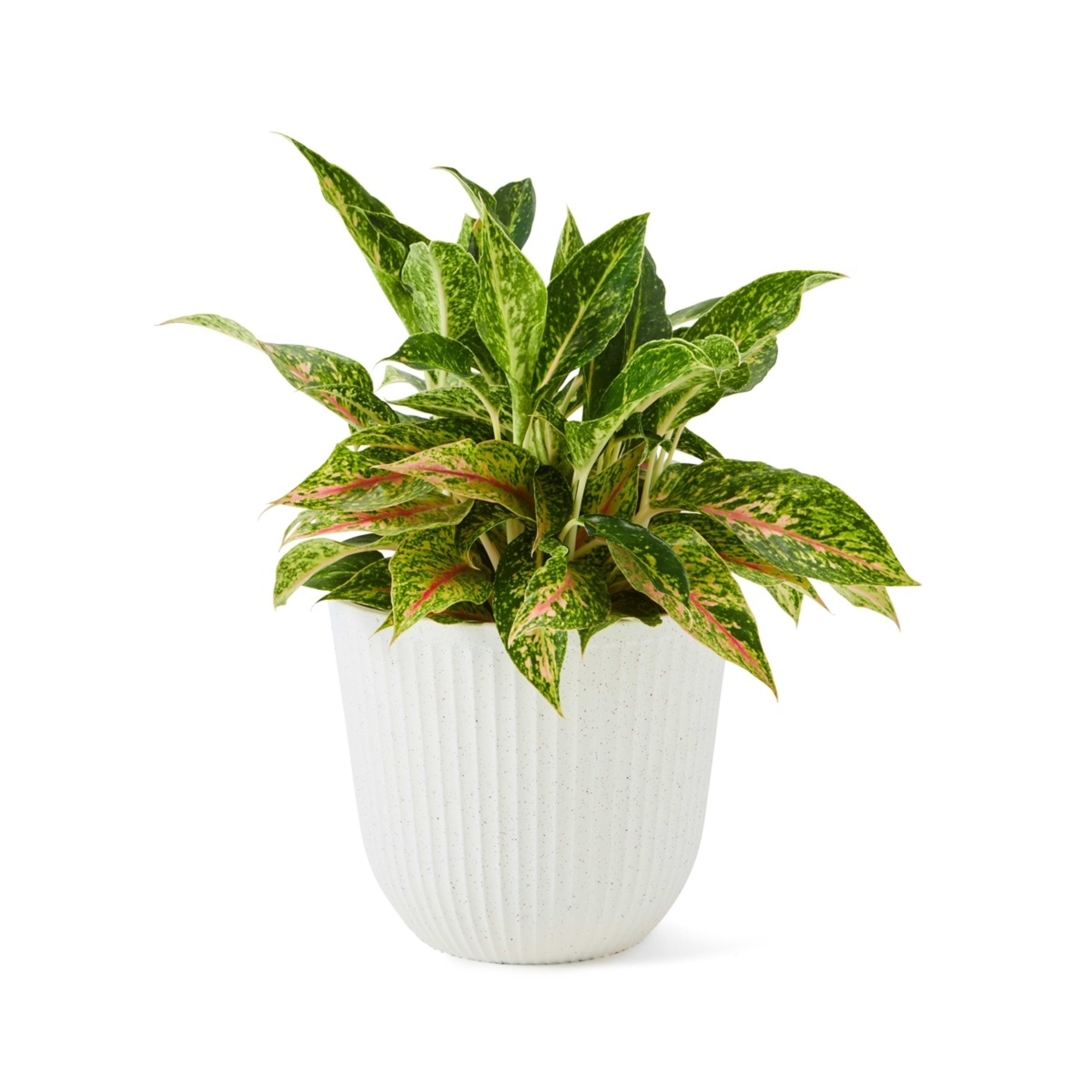 4 Set of 3 Linear Pots, 4 of 10