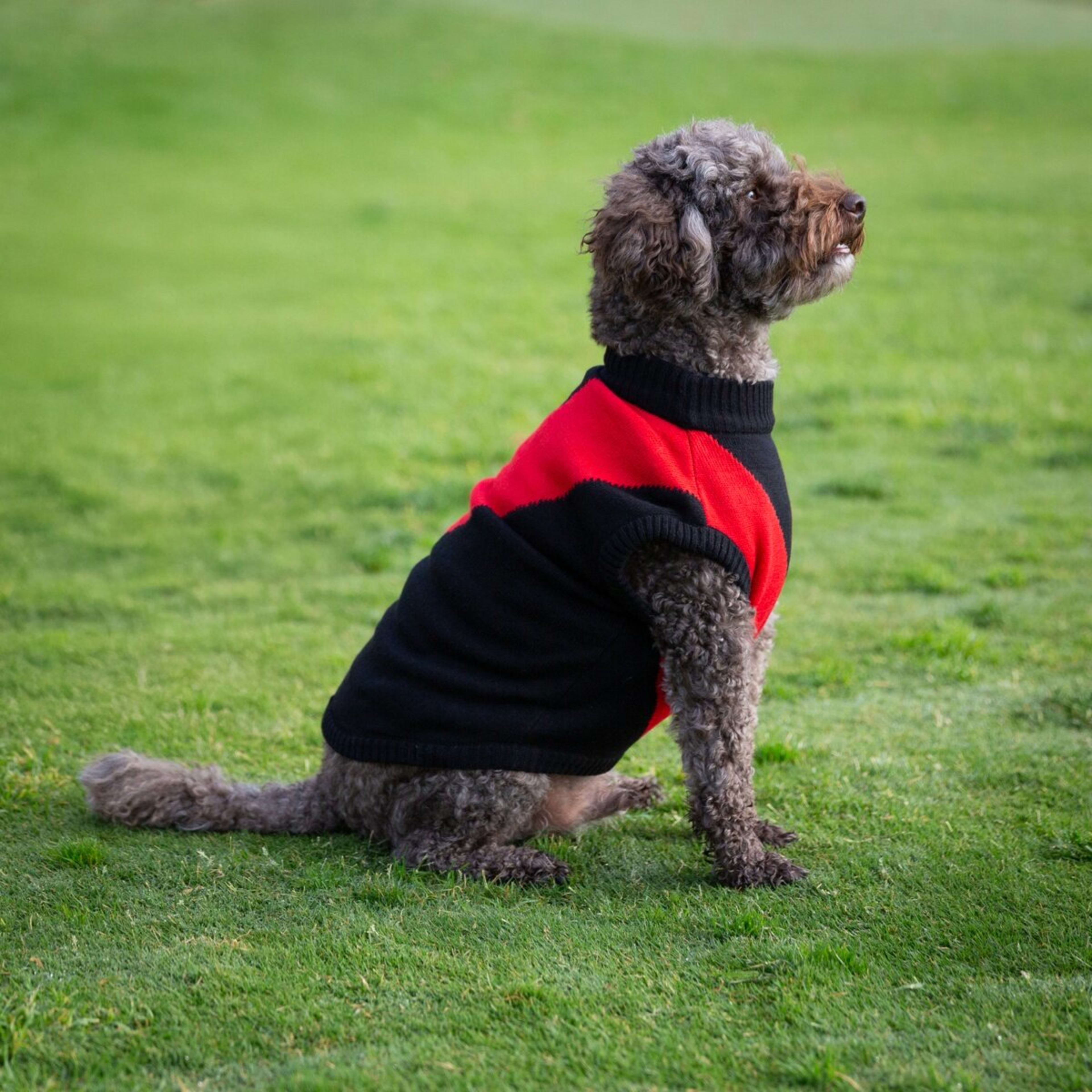 1 AFL Essendon Bombers Pet Jumper - Medium