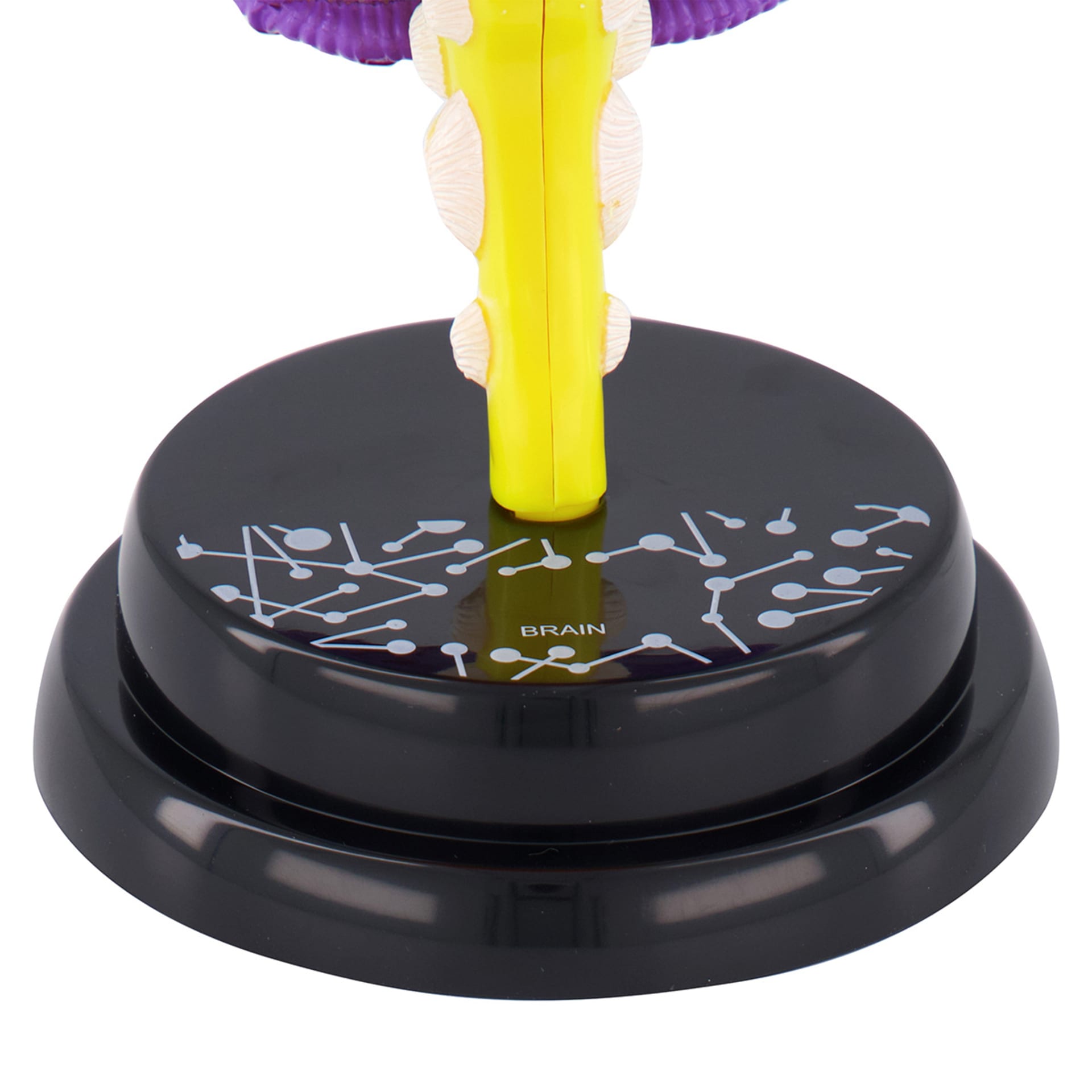 AR Anatomy Professional Model Brain Kmart