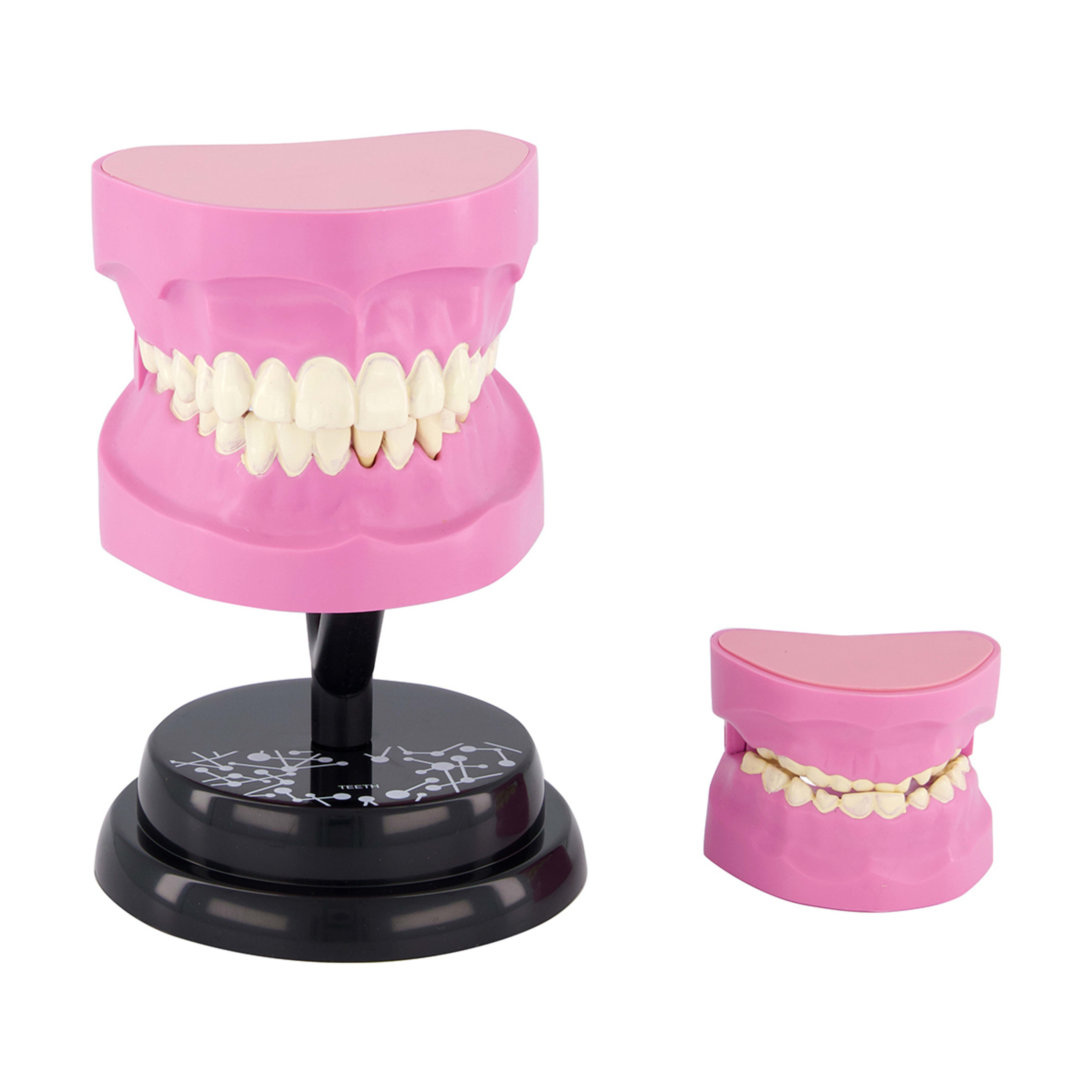 AR Anatomy Professional Model Teeth Kmart