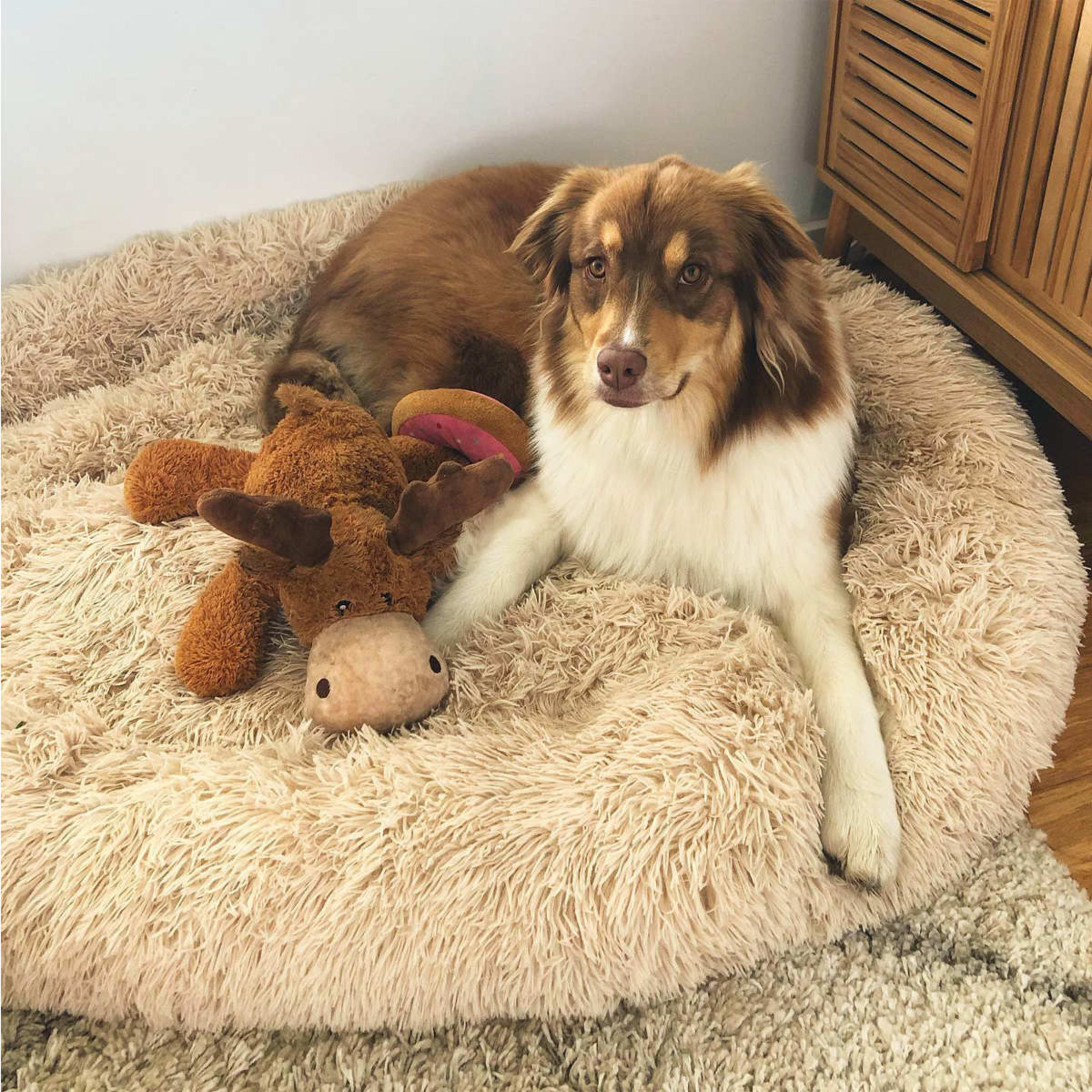 Pet Comfort Bed Extra Large Kmart