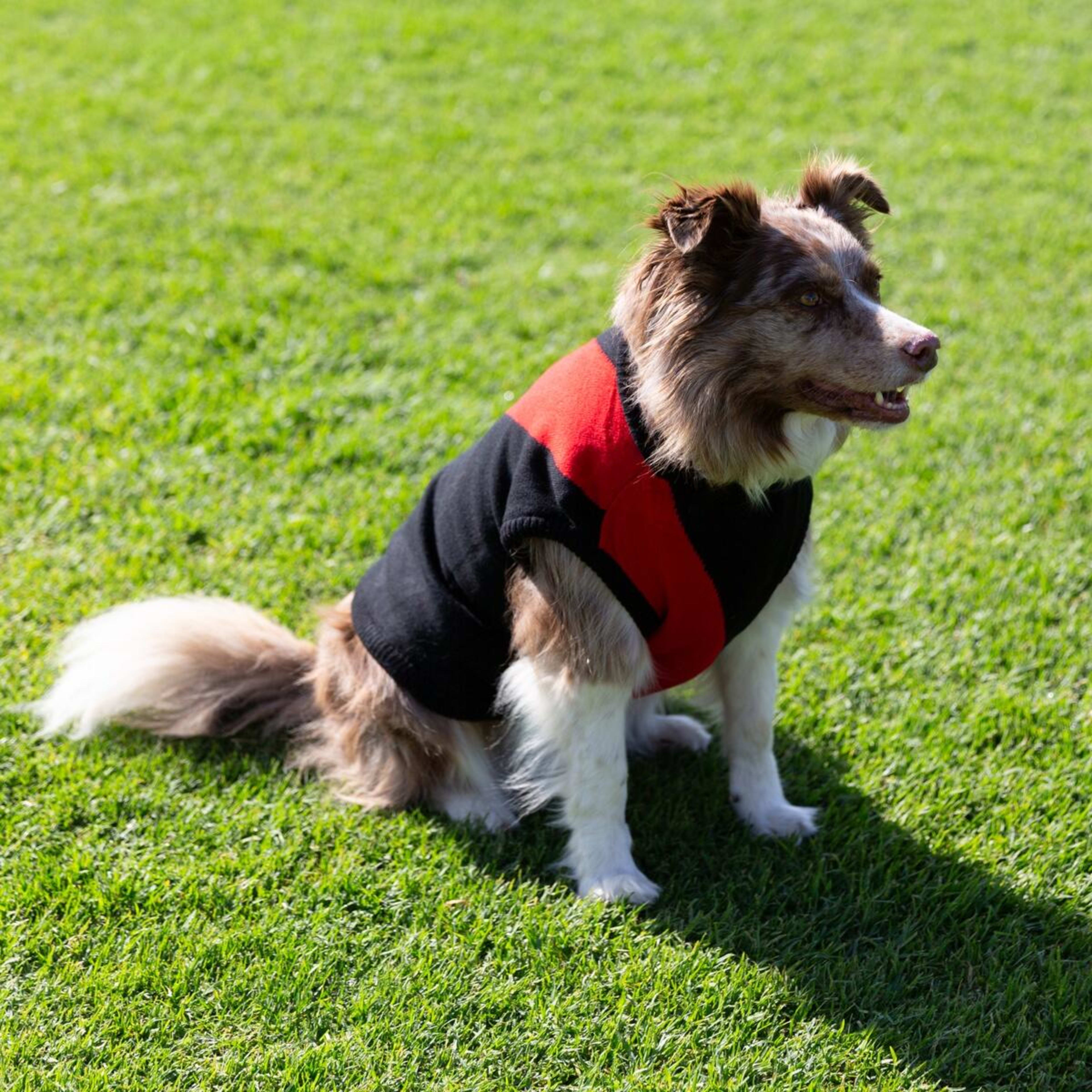 3 AFL Essendon Bombers Pet Jumper - Large, 3 of 4