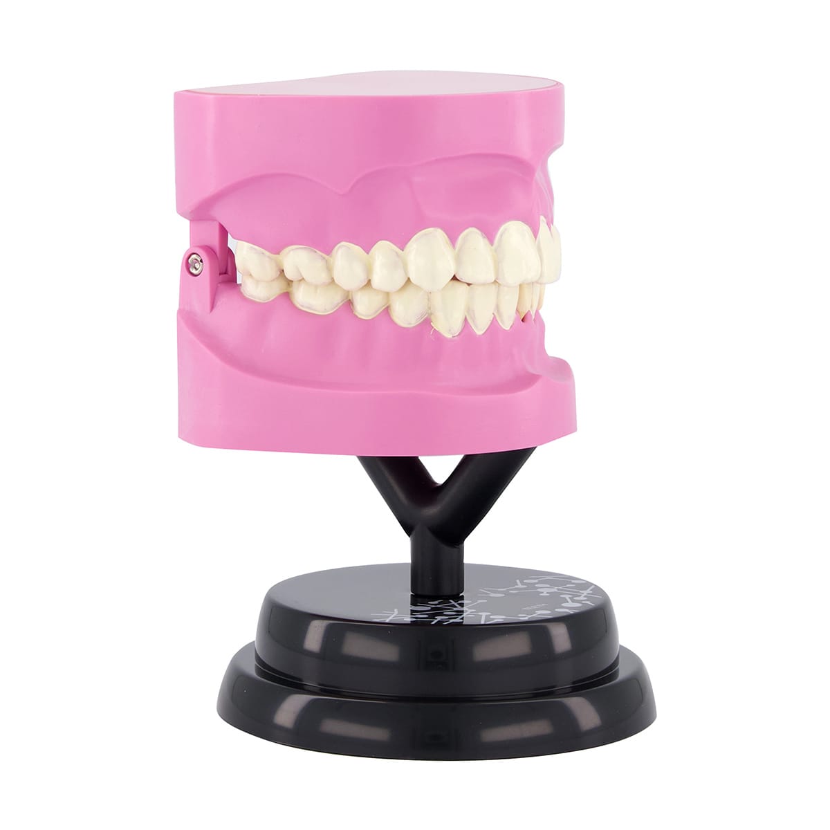 AR Anatomy Professional Model Teeth Kmart