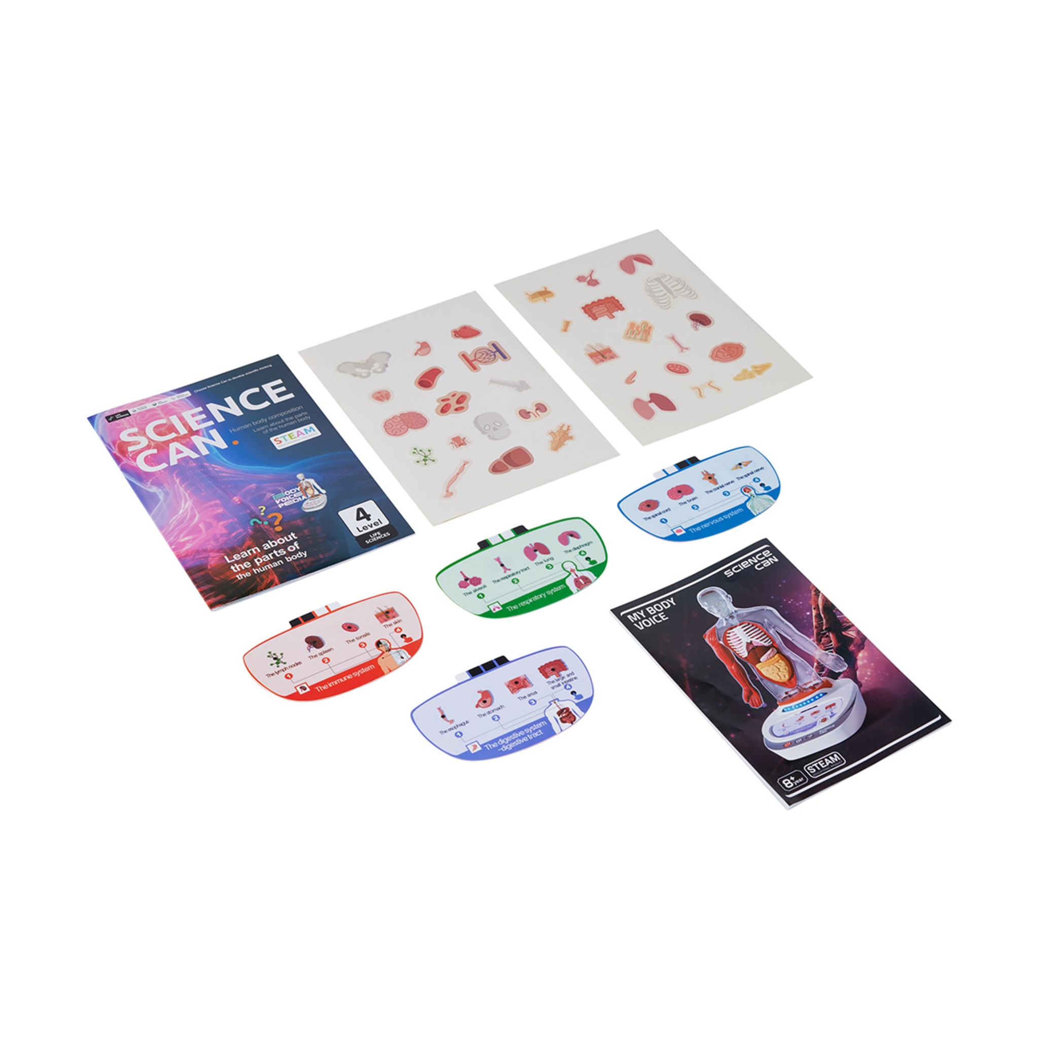 Interactive Human Body Model Kmart NZ