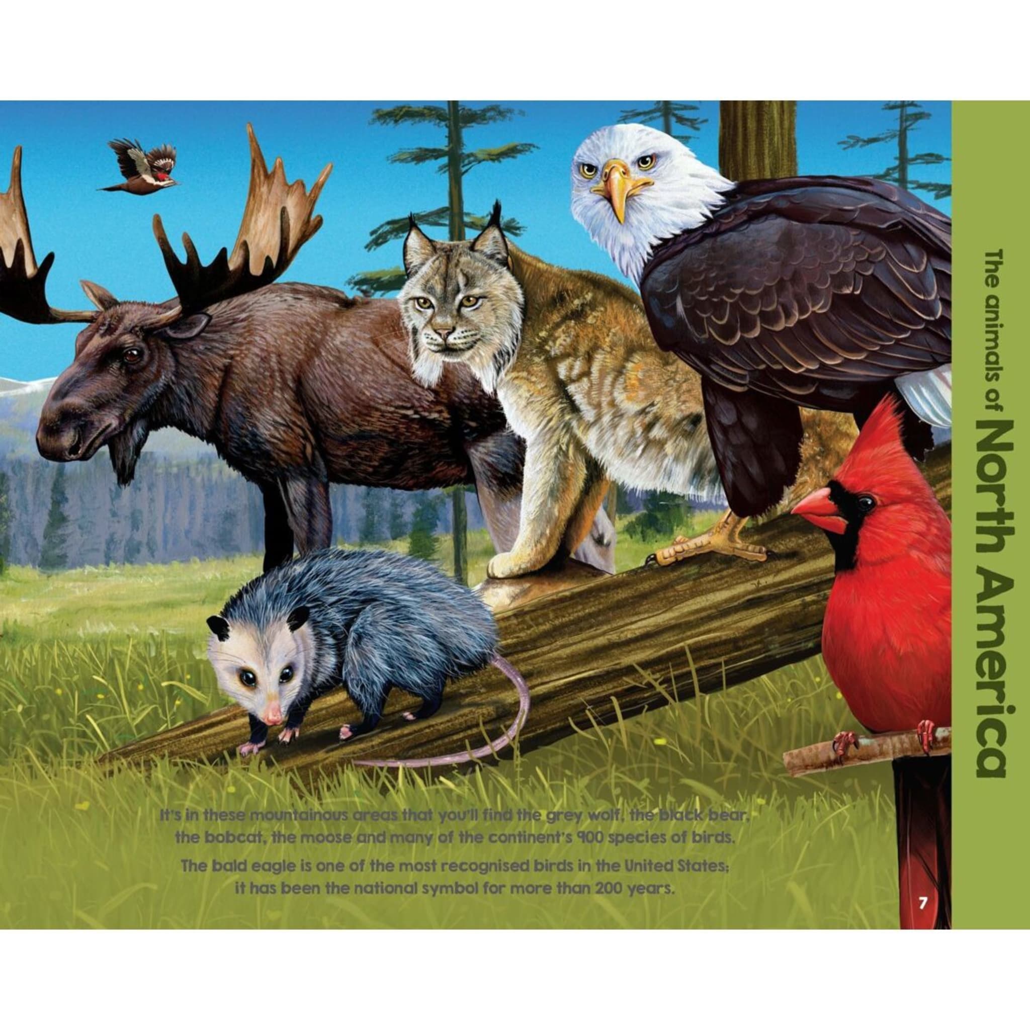 Animals of the World by Garry Fleming Book Kmart