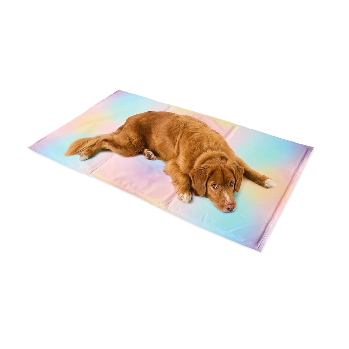 Kmart dog blanket sale