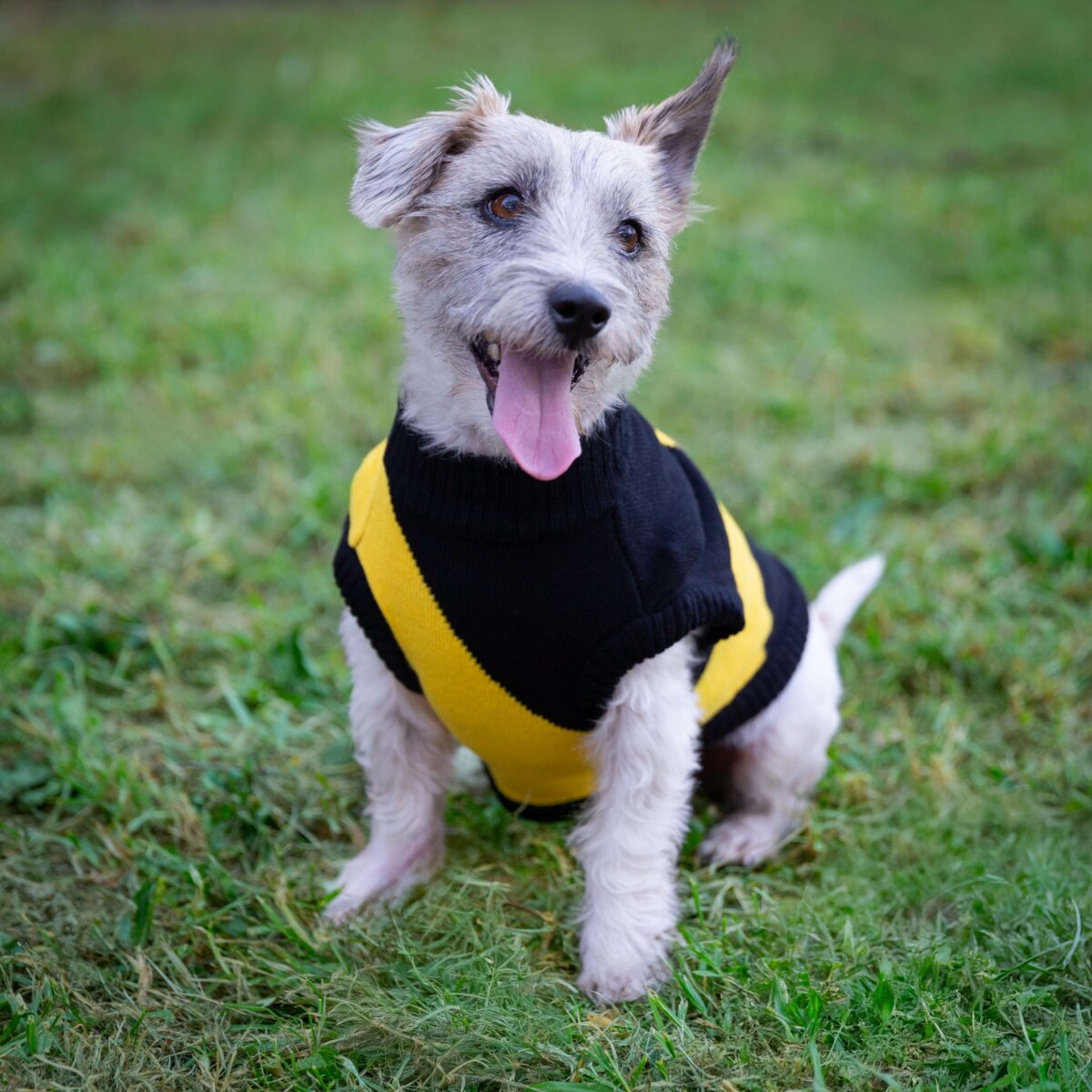 1 AFL Richmond Tigers Pet Jumper - Small