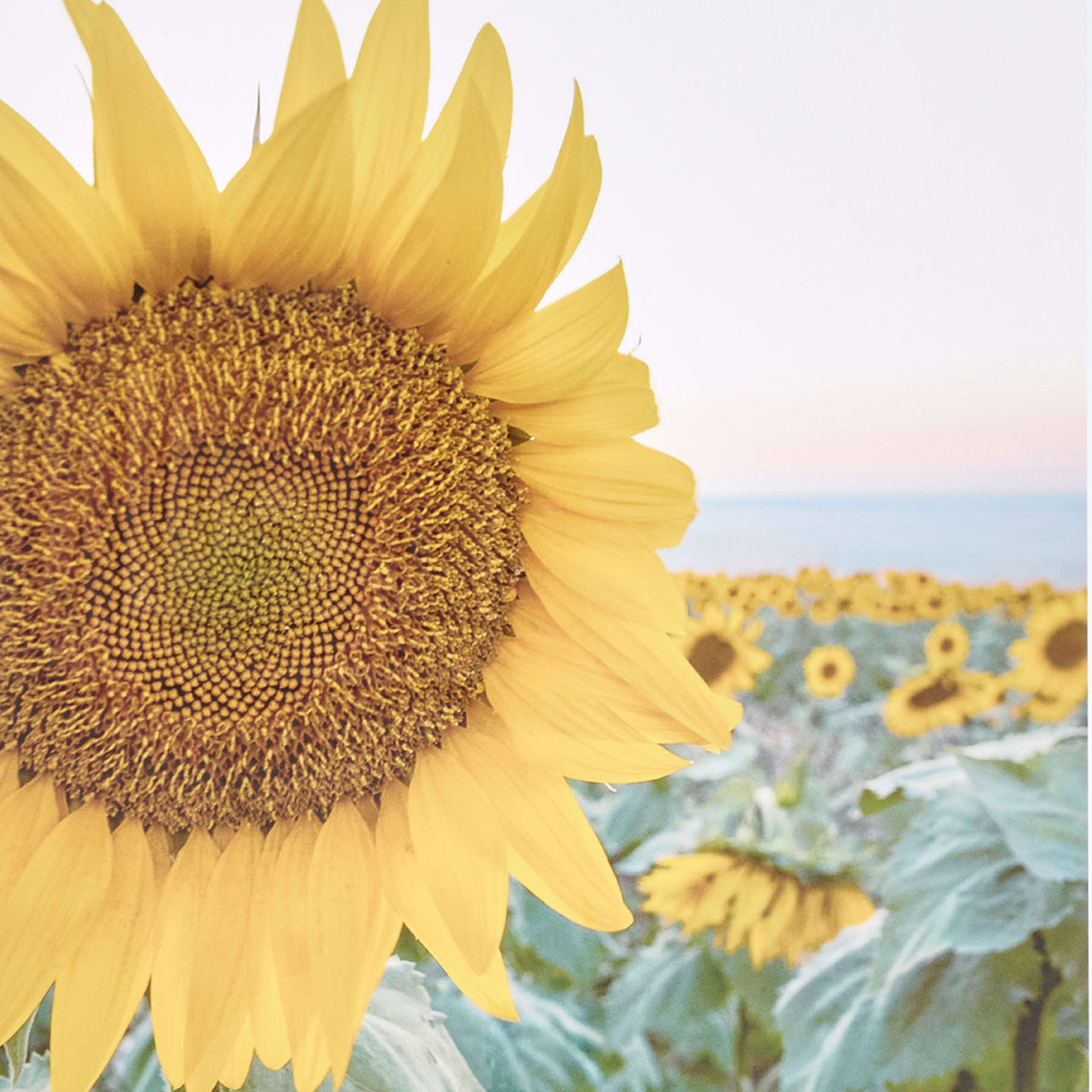 Sunflower Framed Print Kmart