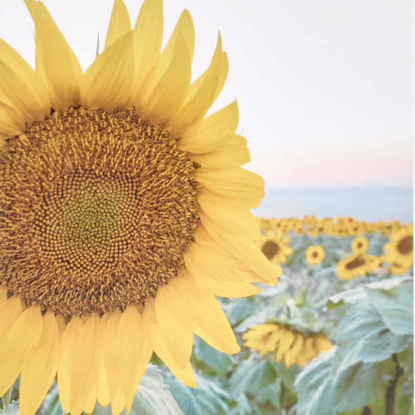 Sunflower Framed Print Kmart