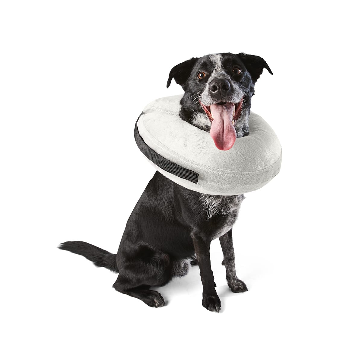 Dog 2024 cone kmart