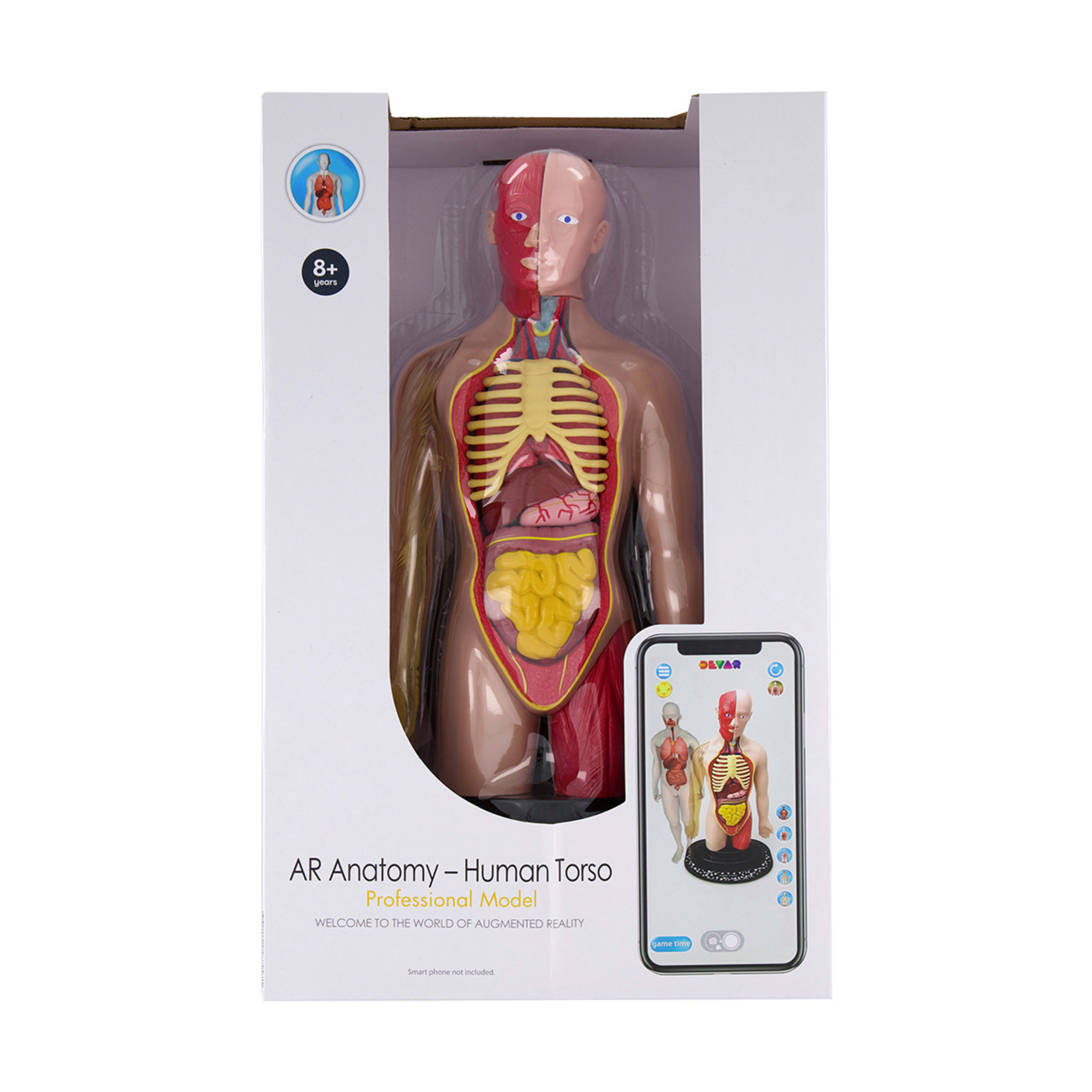AR Anatomy Professional Model Human Torso Kmart NZ
