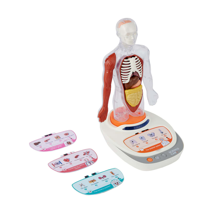 Interactive Human Body Model Kmart NZ