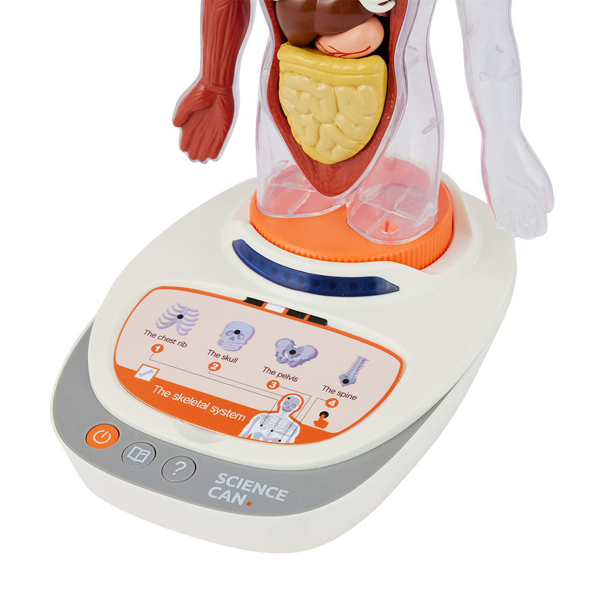 Interactive Human Body Model Kmart NZ