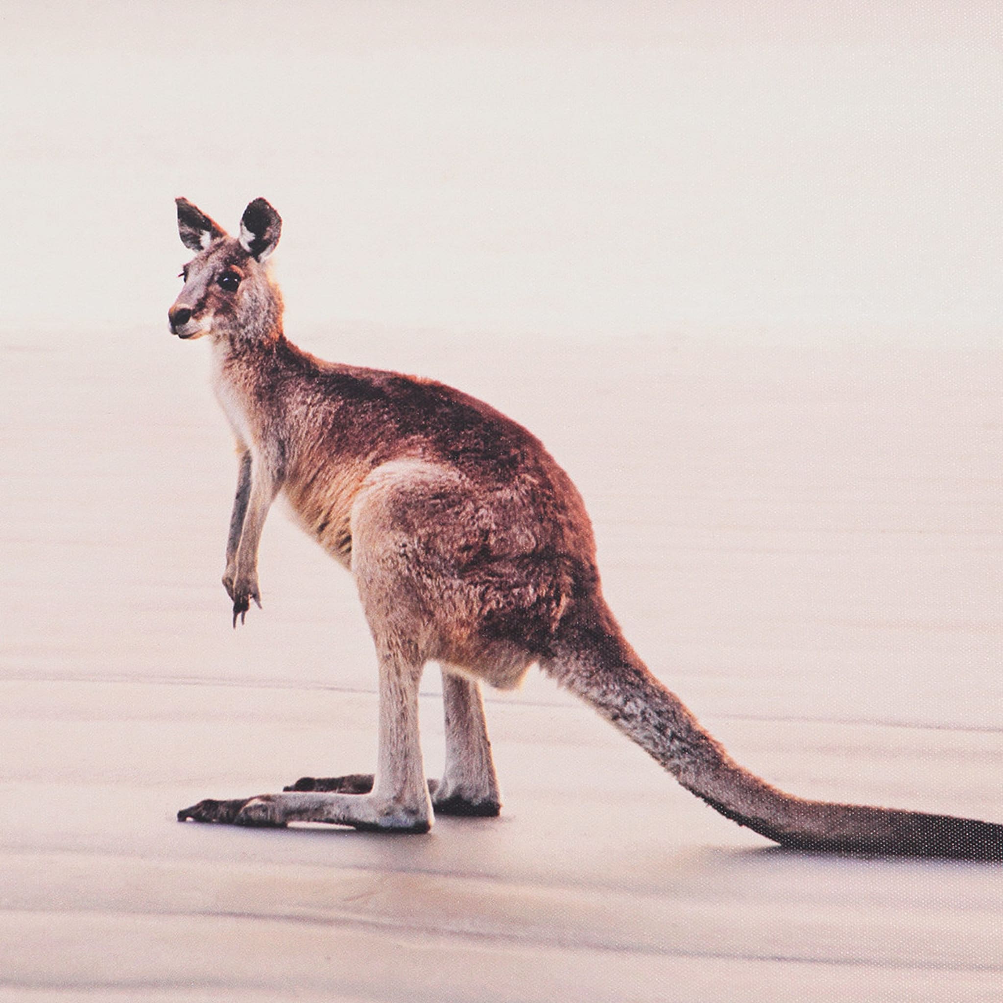 Kangaroo Framed Canvas Kmart