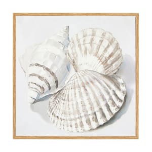 Shells Framed Canvas