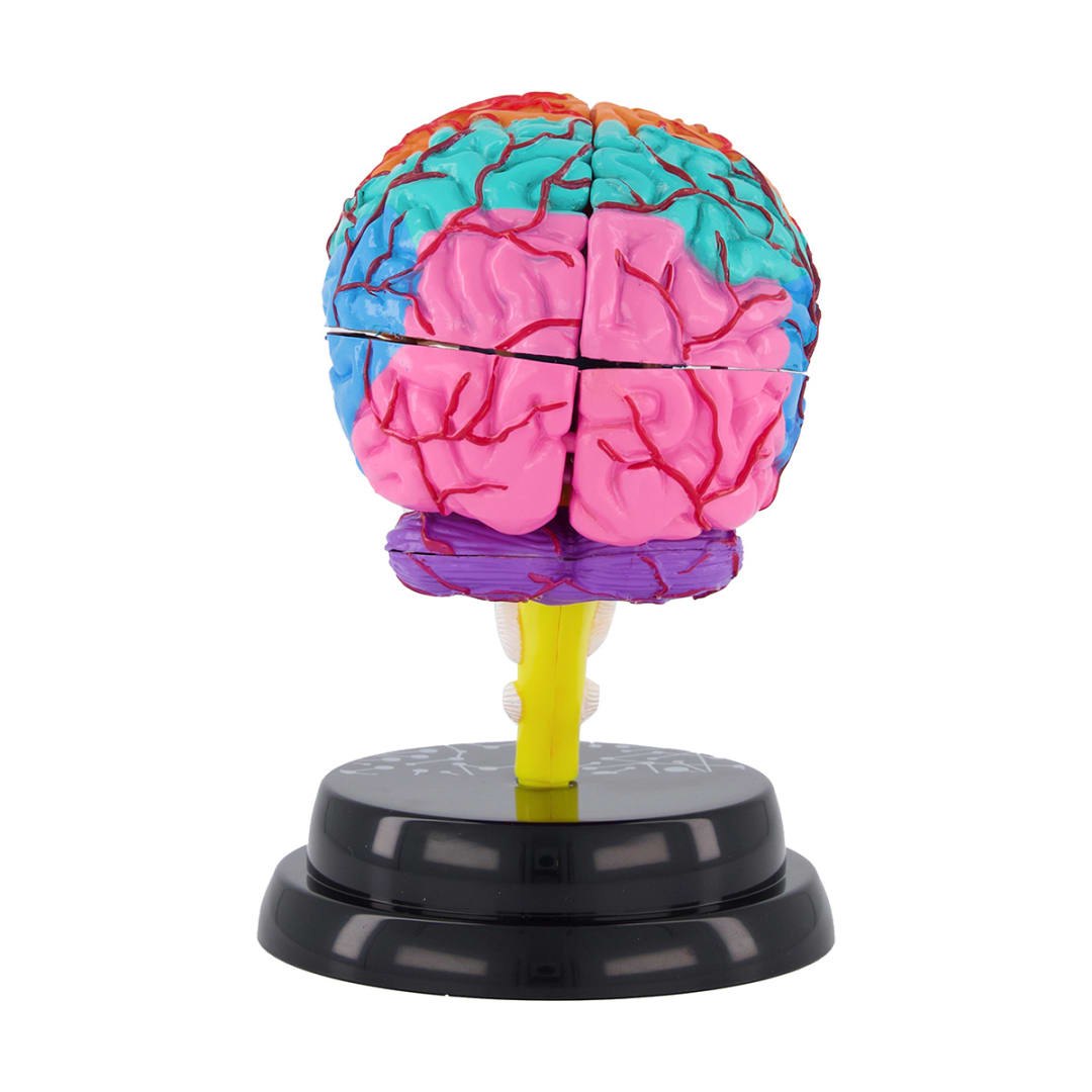 AR Anatomy Professional Model Brain Kmart