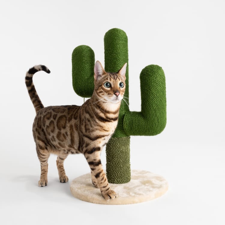Cat Scratcher Cactus Kmart