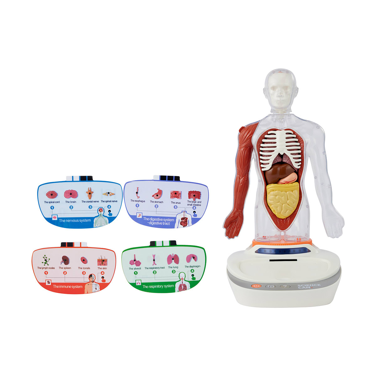 Interactive Human Body Model Kmart