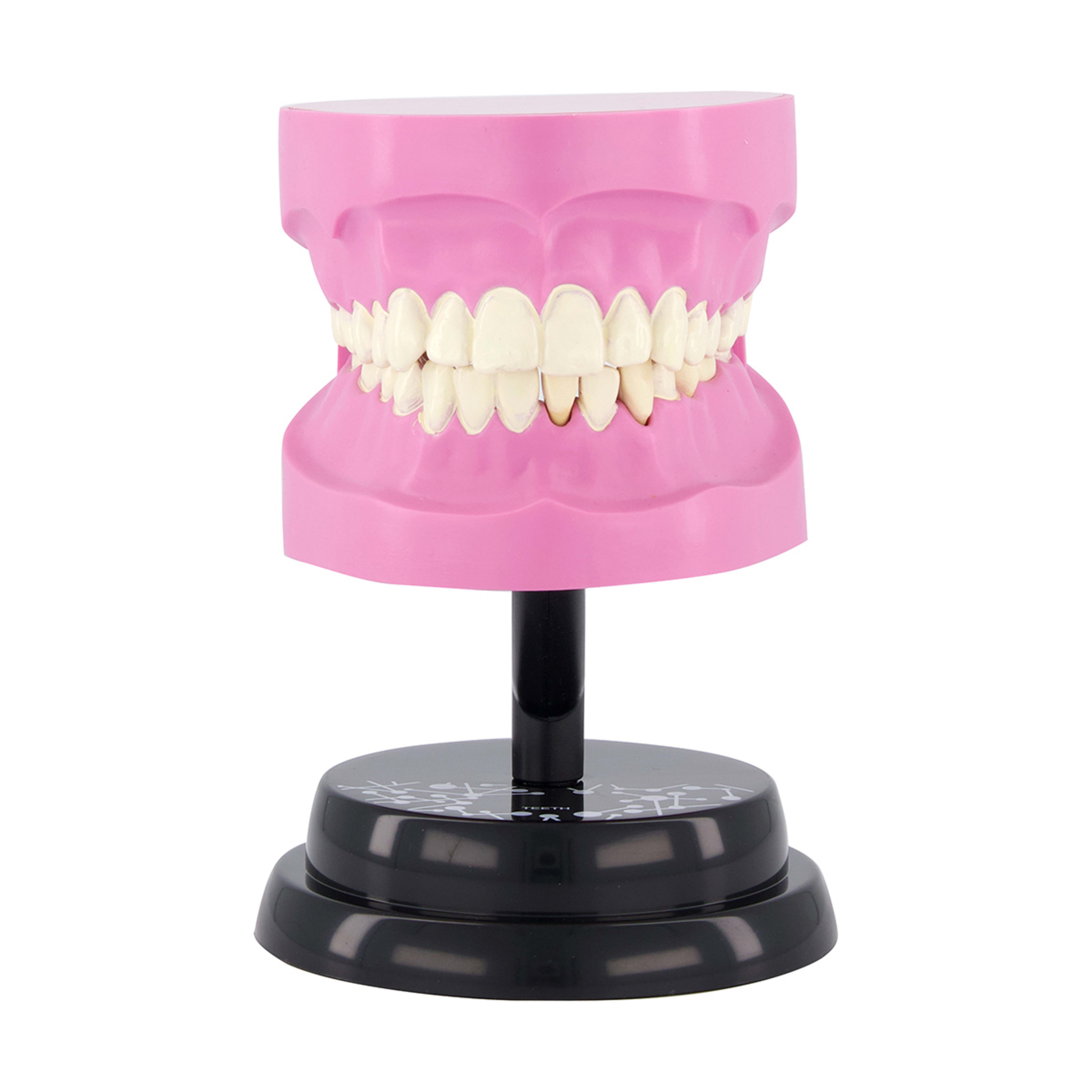 AR Anatomy Professional Model Teeth Kmart