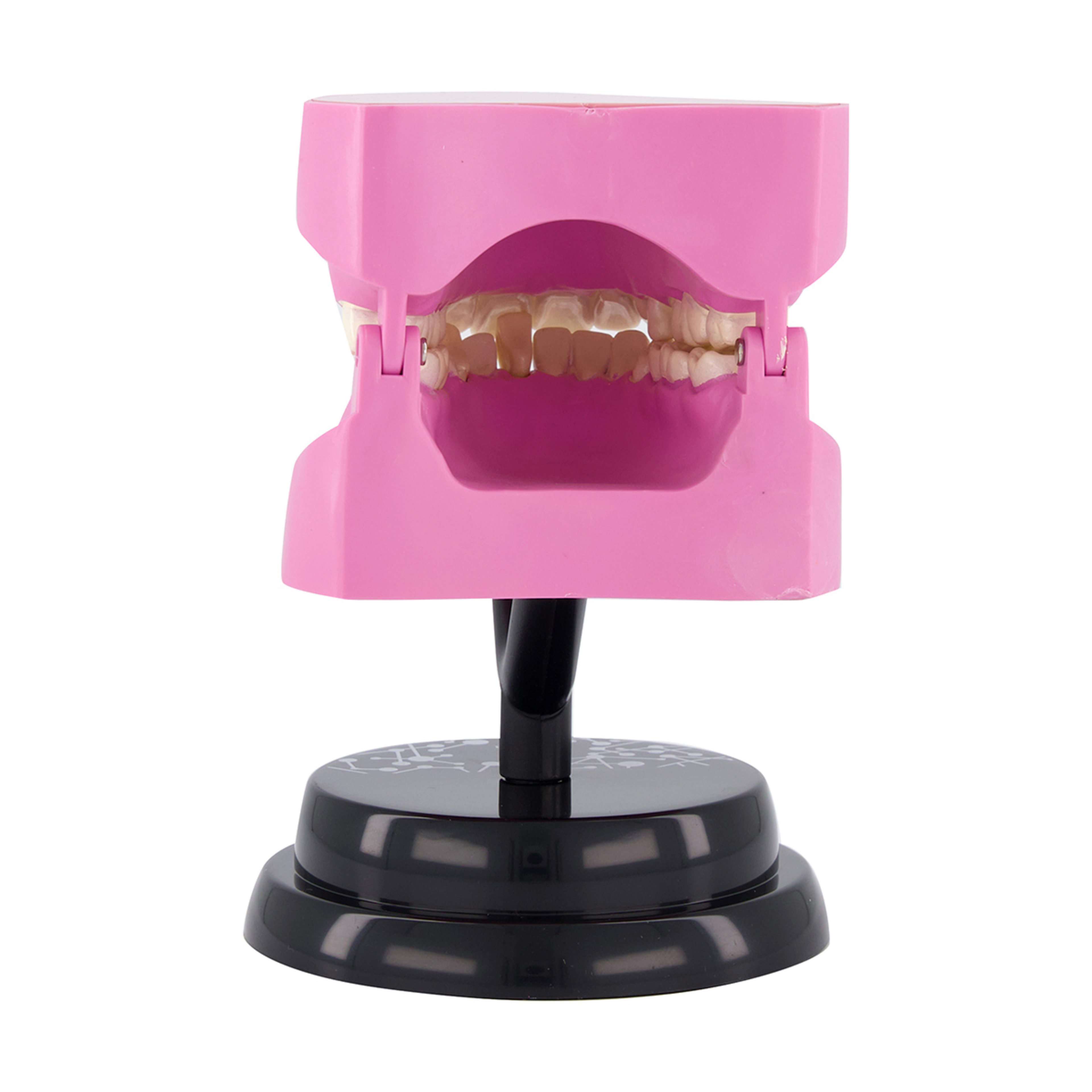 AR Anatomy Professional Model Teeth Kmart