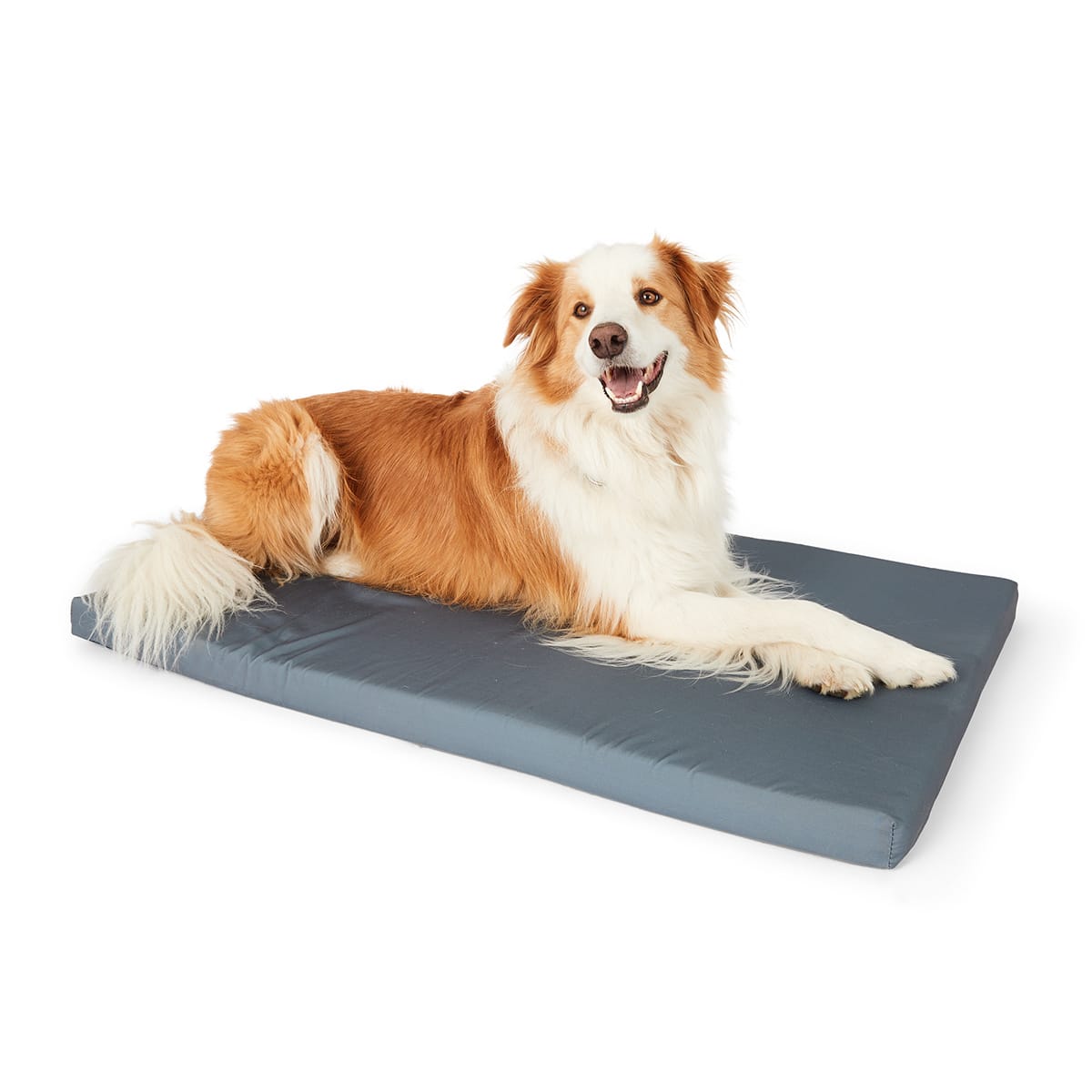 Kmart large dog store bed