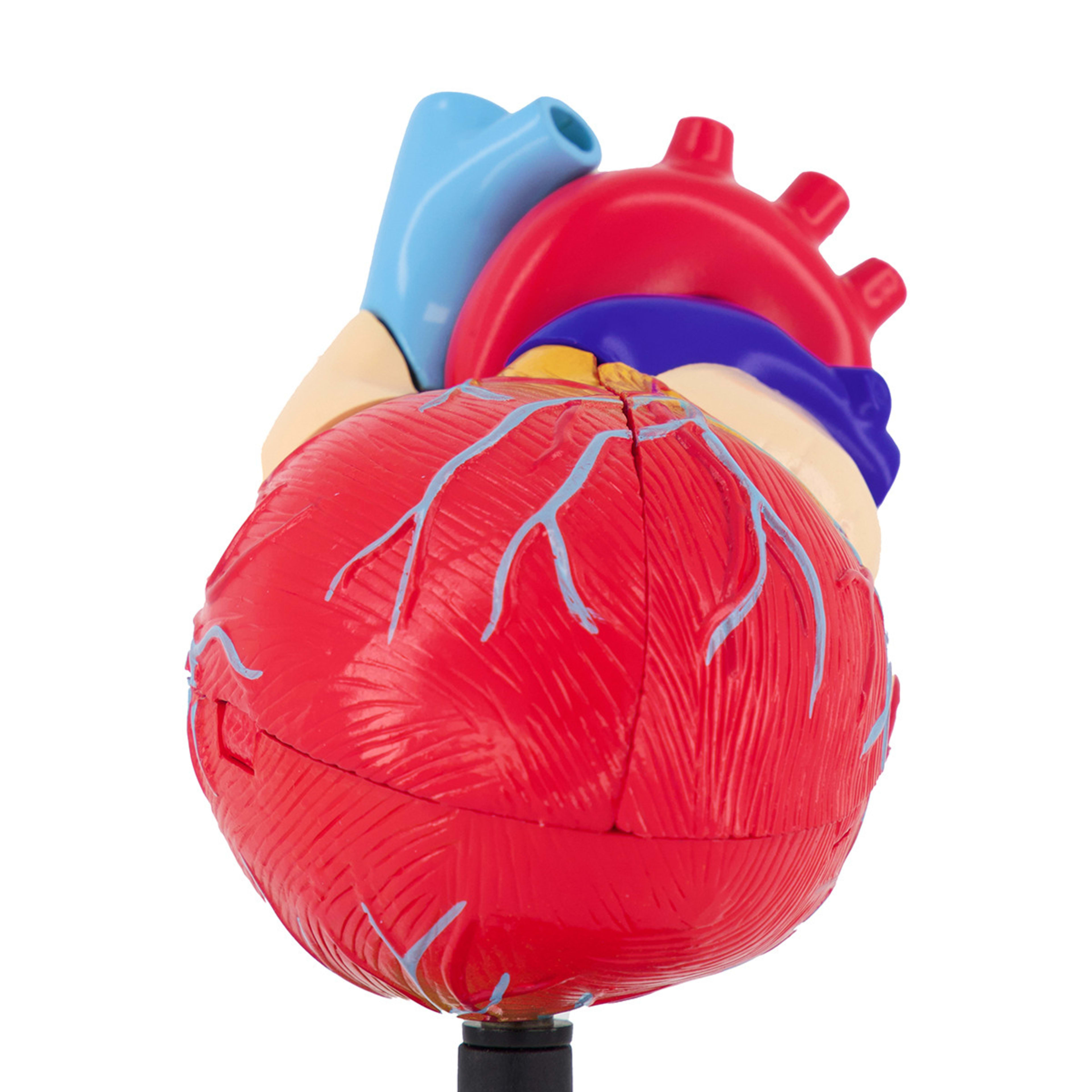 AR Anatomy Professional Model Cardiology Kmart