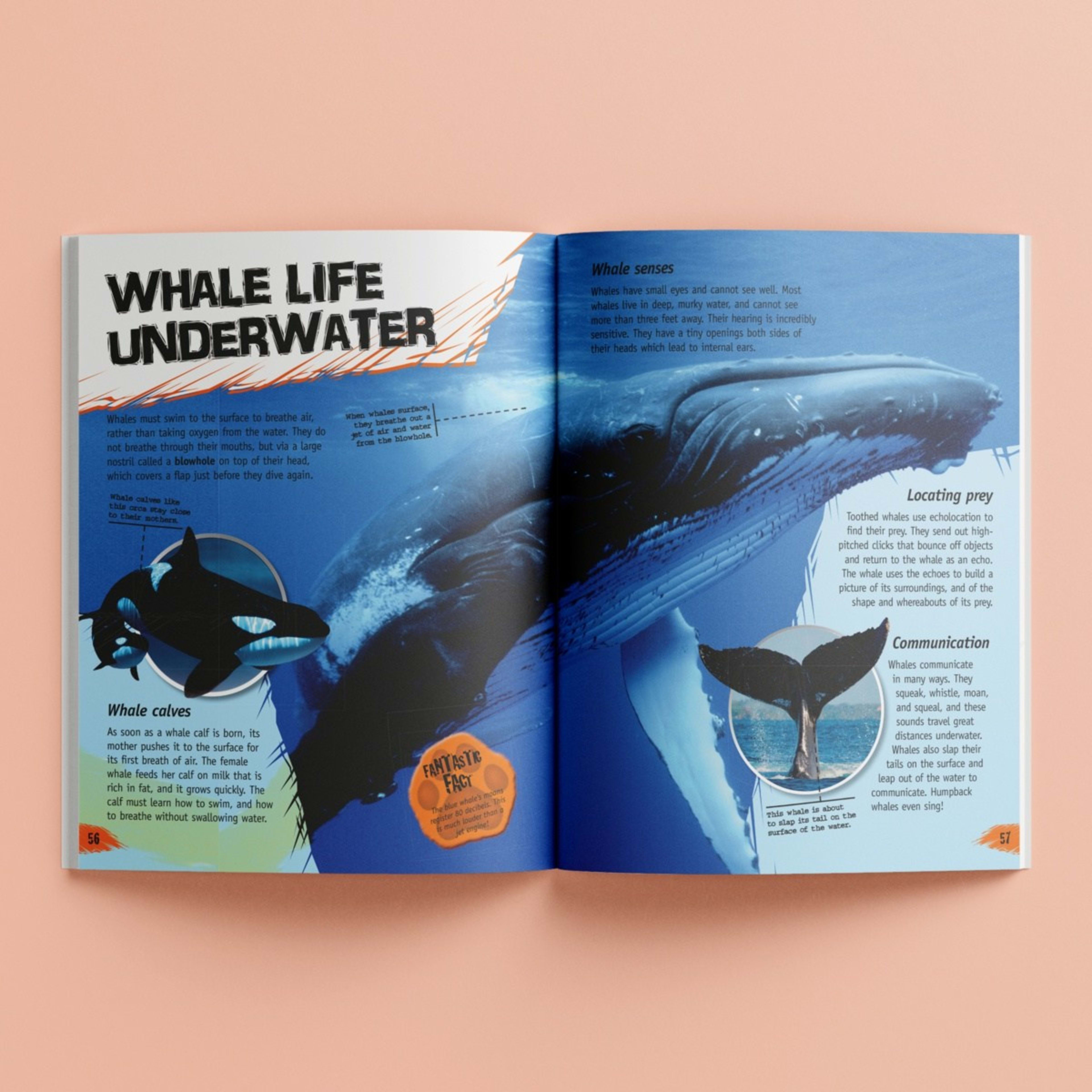 Incredible But True: Animals - Book - Kmart NZ