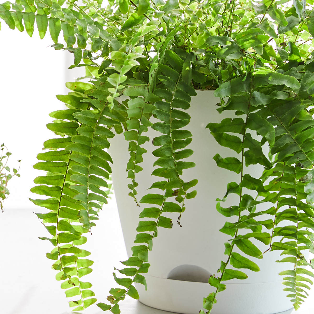 25cm Plastic Pot White Kmart NZ