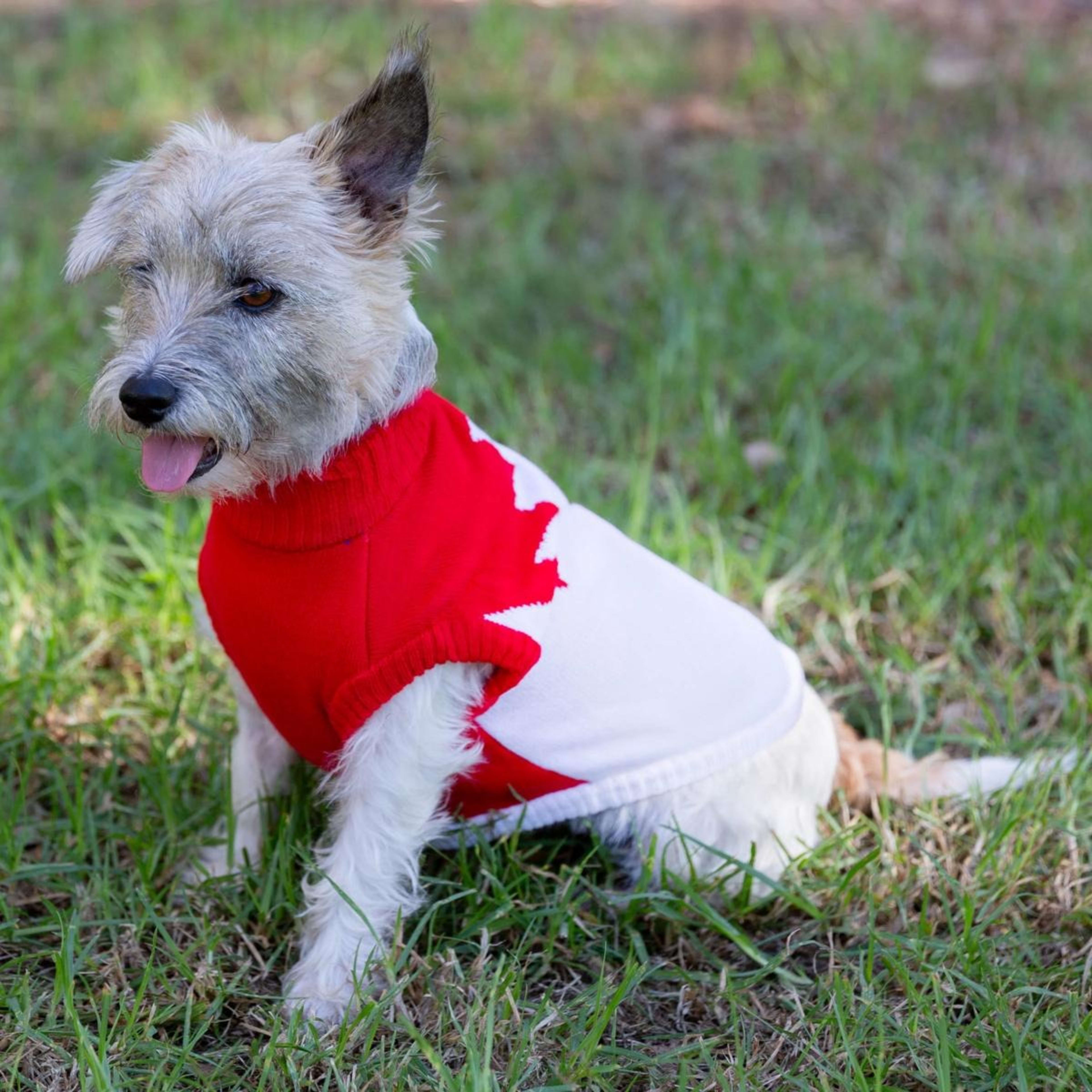 4 AFL Sydney Swans Pet Jumper - Medium, 4 of 4