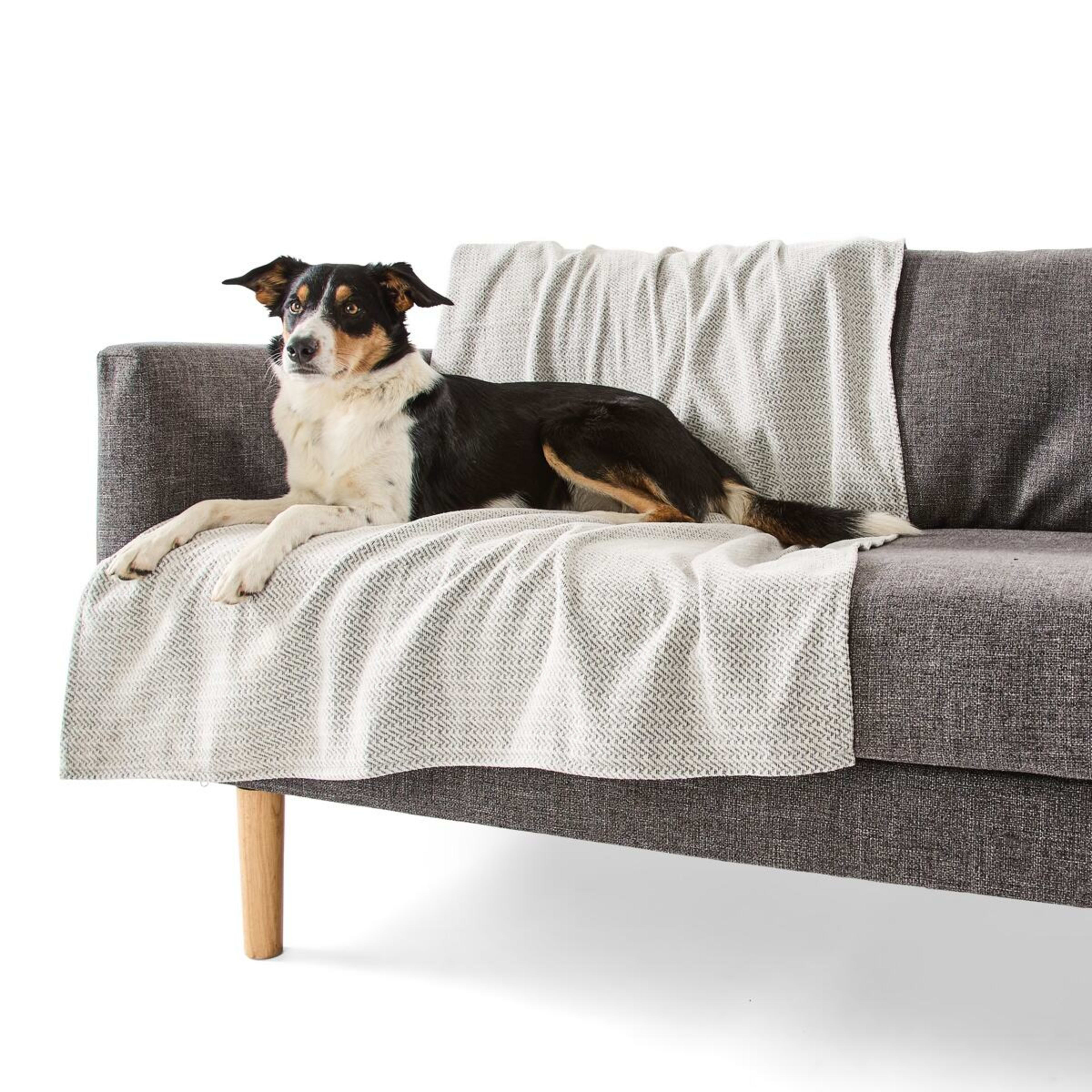 1 Pet Couch Cover Water Resistant - Large, Assorted