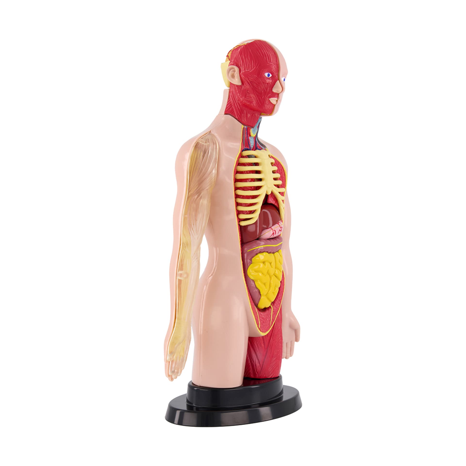AR Anatomy Professional Model Human Torso Kmart