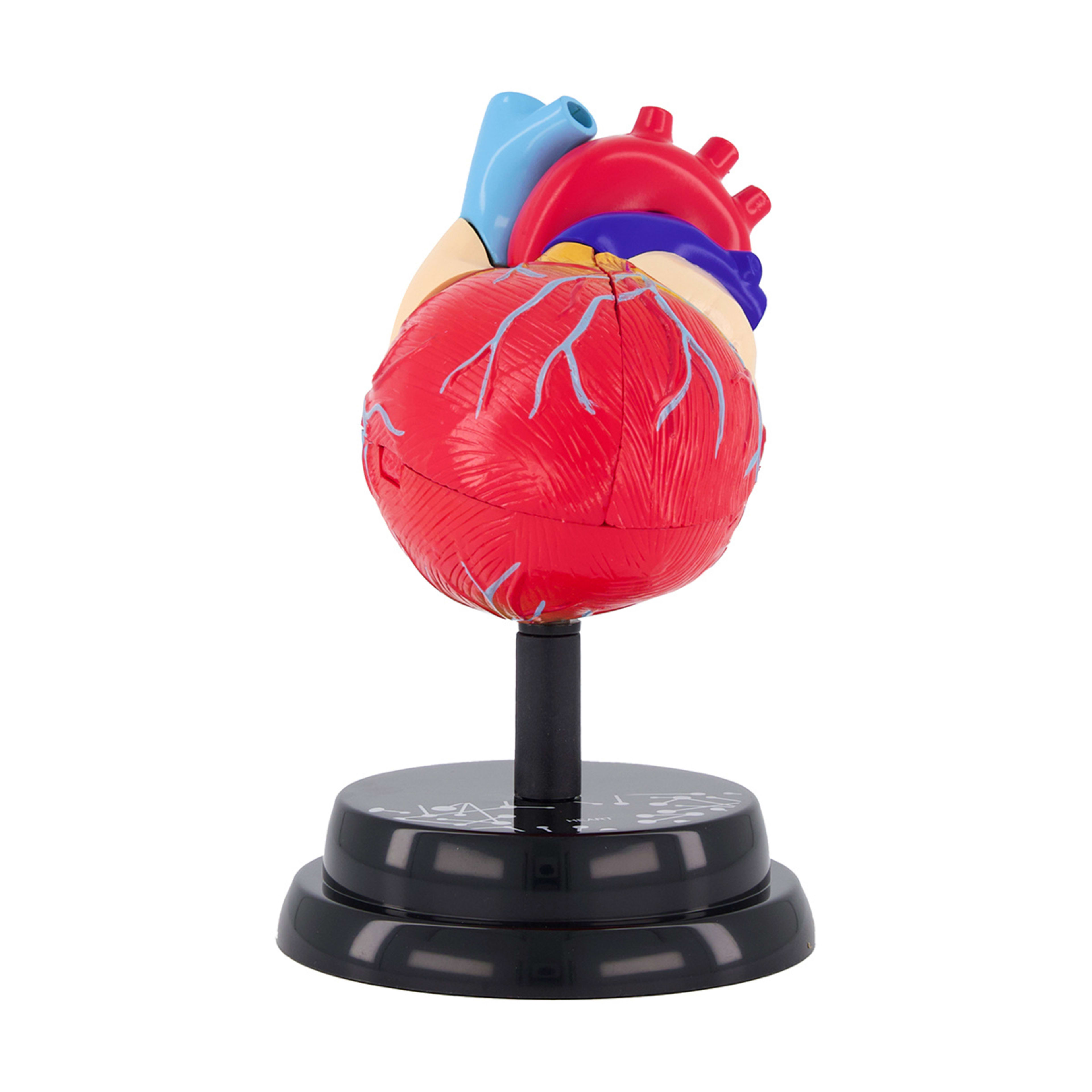 AR Anatomy Professional Model Cardiology Kmart