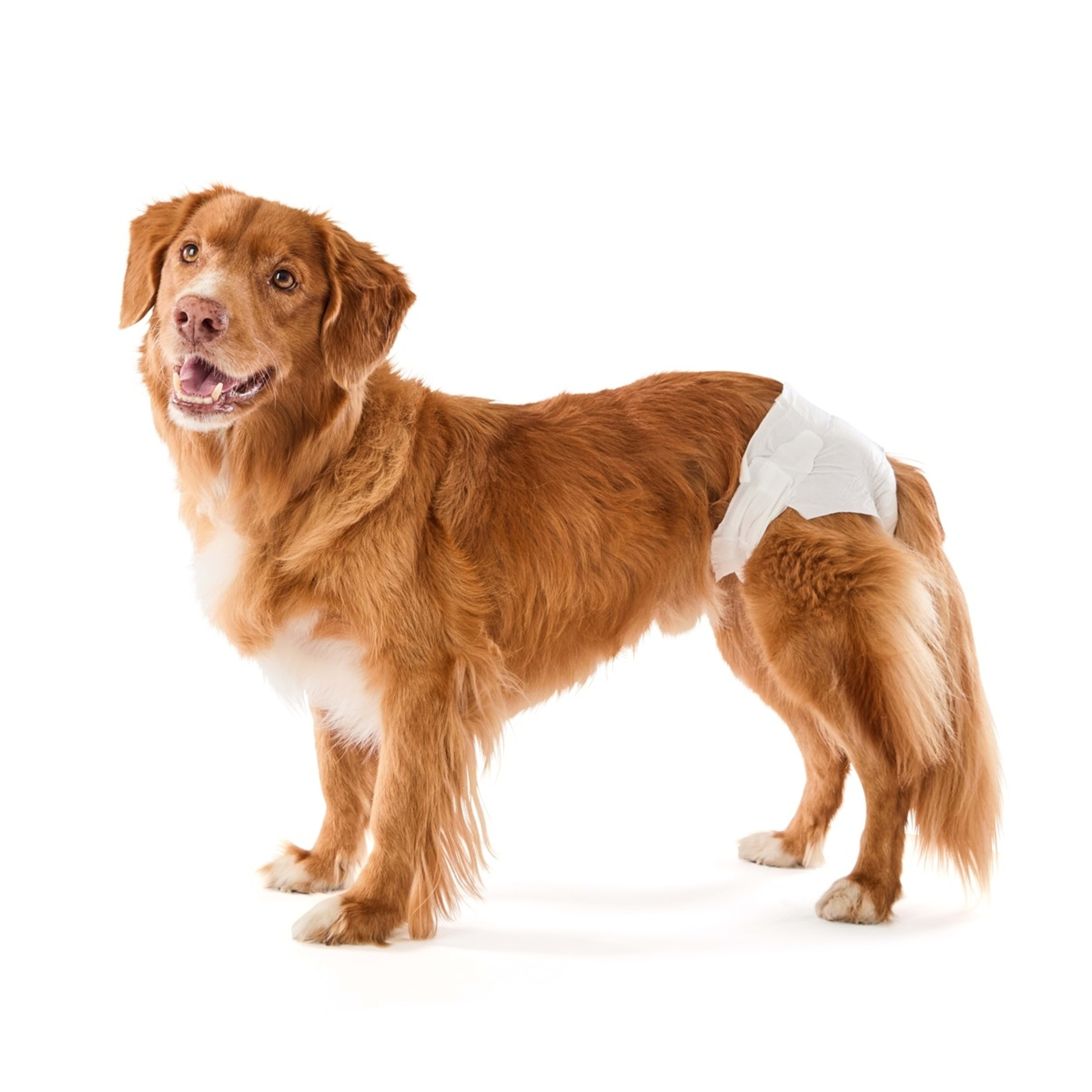 1 12 Pack Dog Nappies - Large