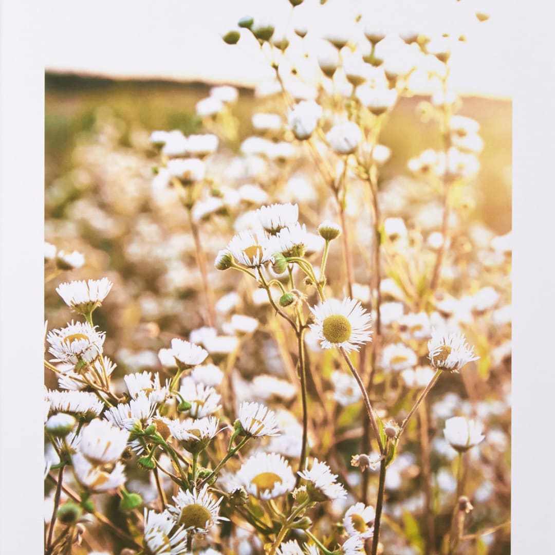 Daisy Framed Print Kmart