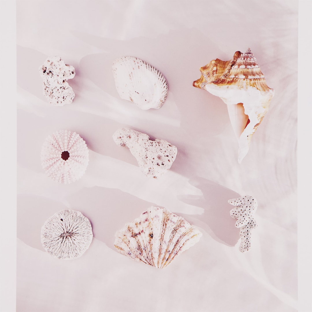 Beach Shells Framed Print Kmart