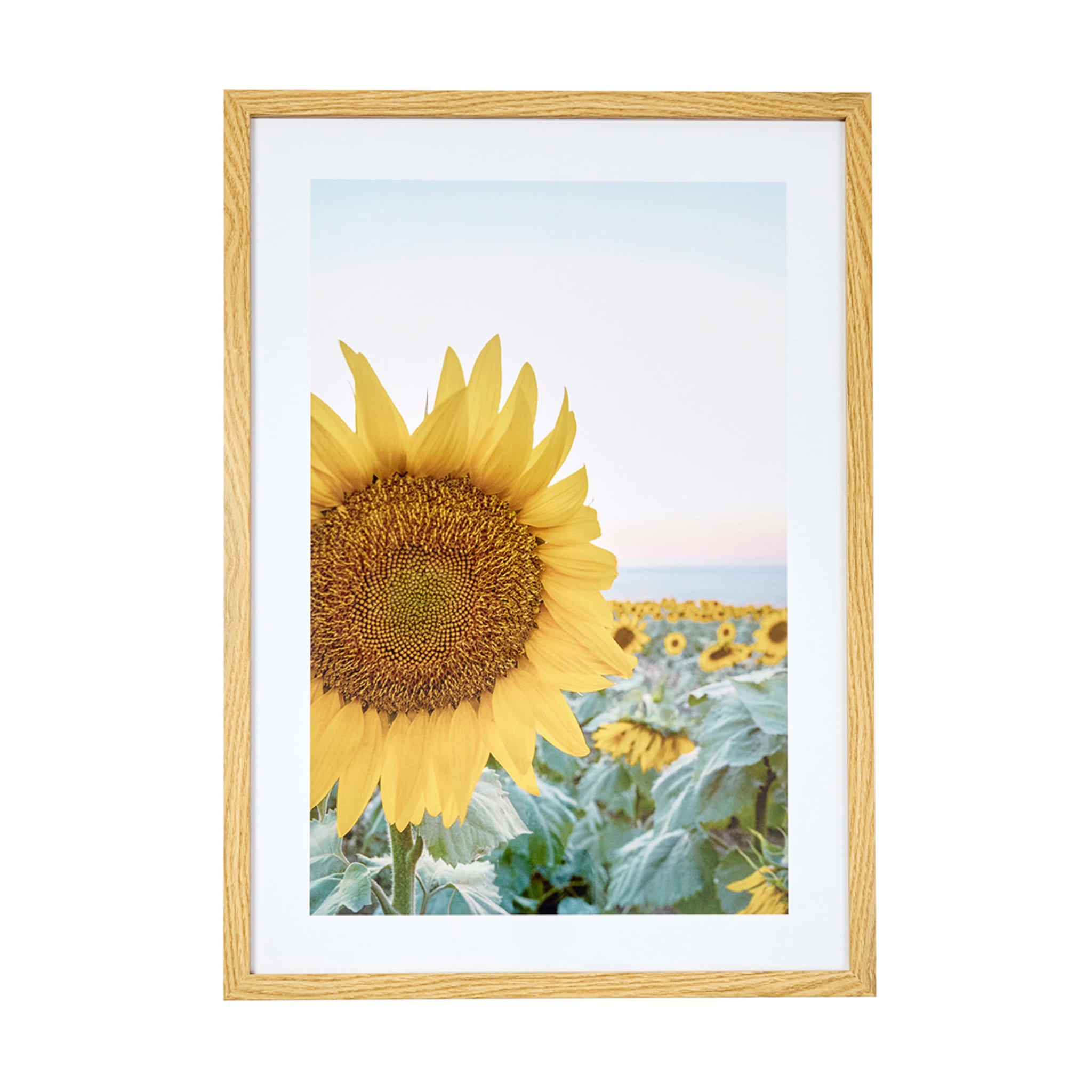 Sunflower Framed Print Kmart