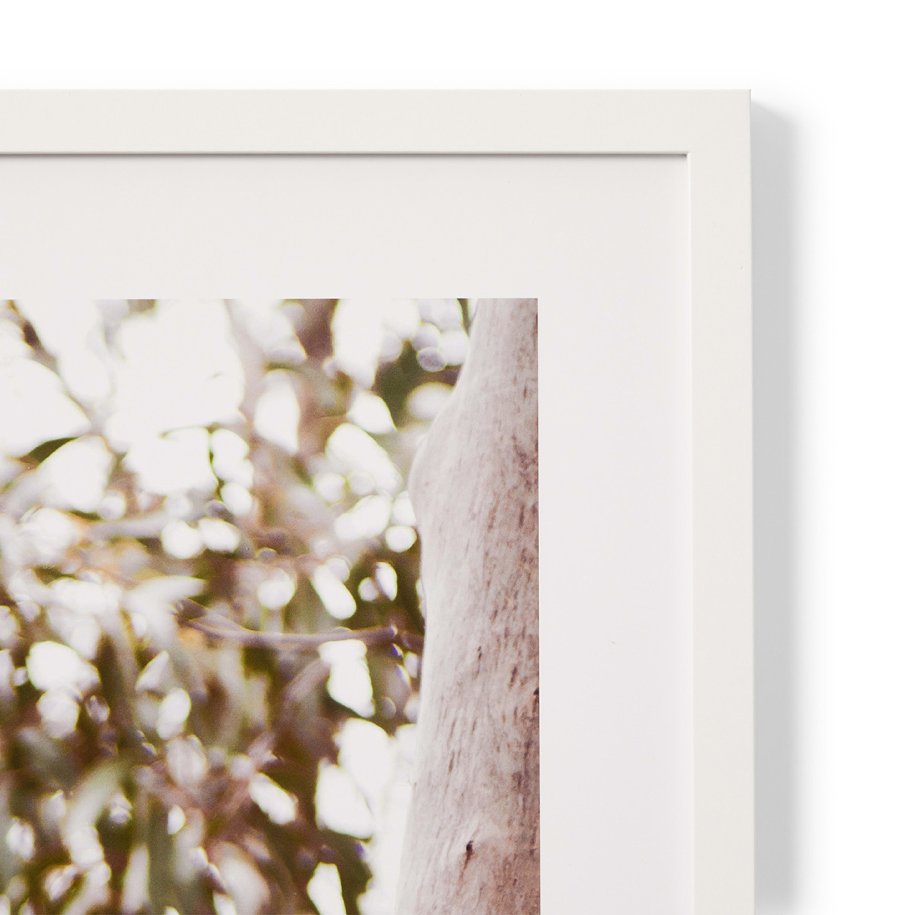 Koala in Tree Framed Print Kmart