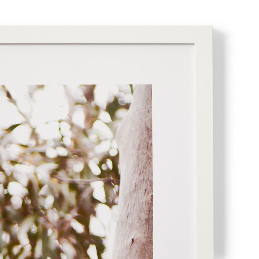 Koala in Tree Framed Print - Kmart