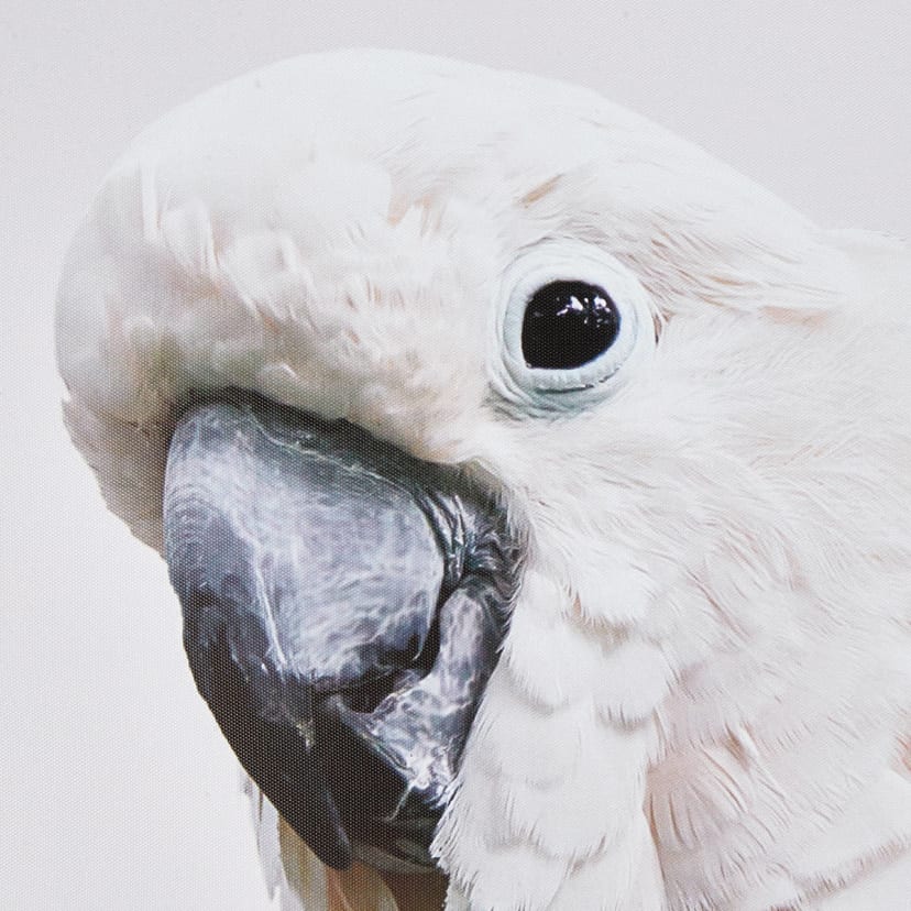 Cockatoo Framed Print Kmart