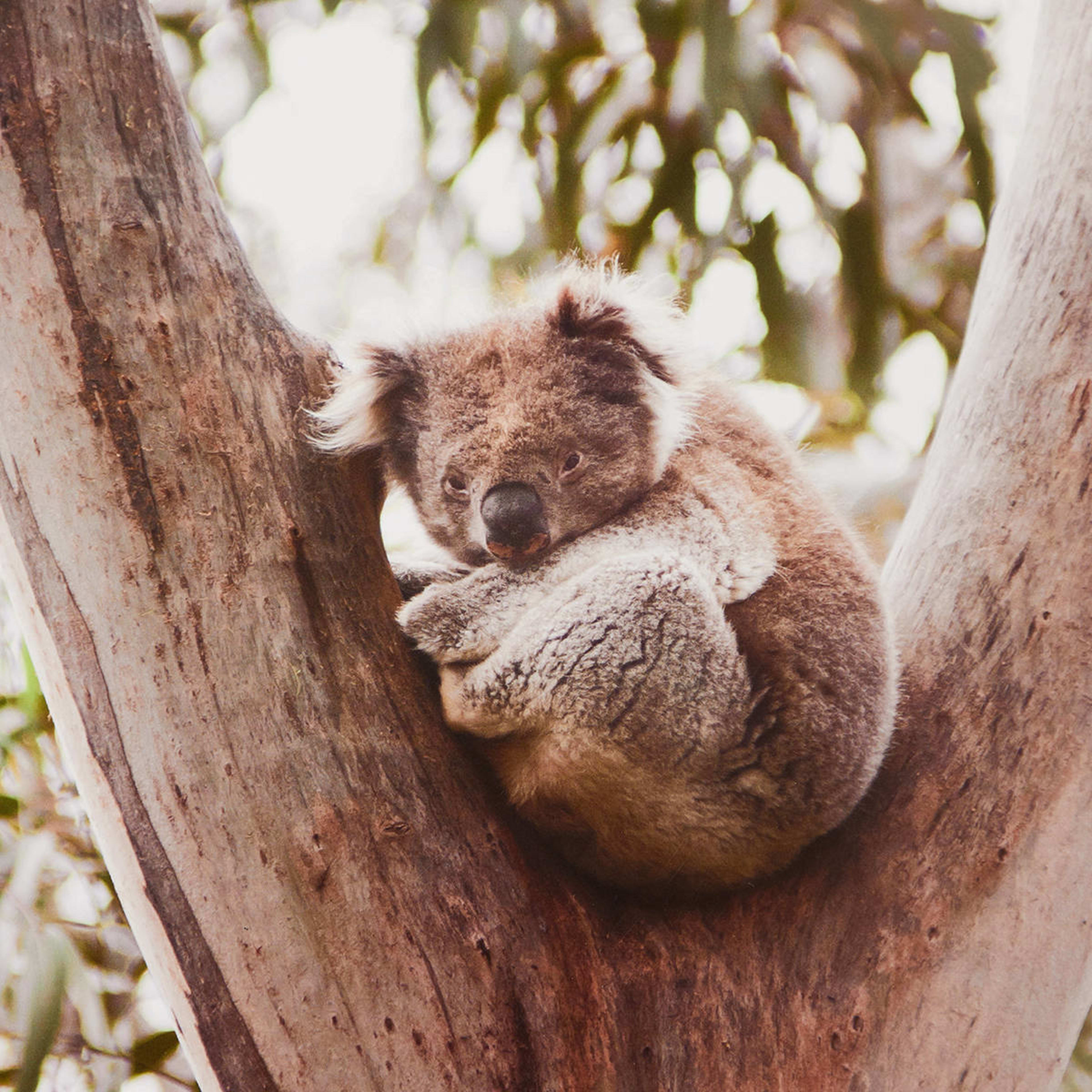 Koala in Tree Framed Print Kmart