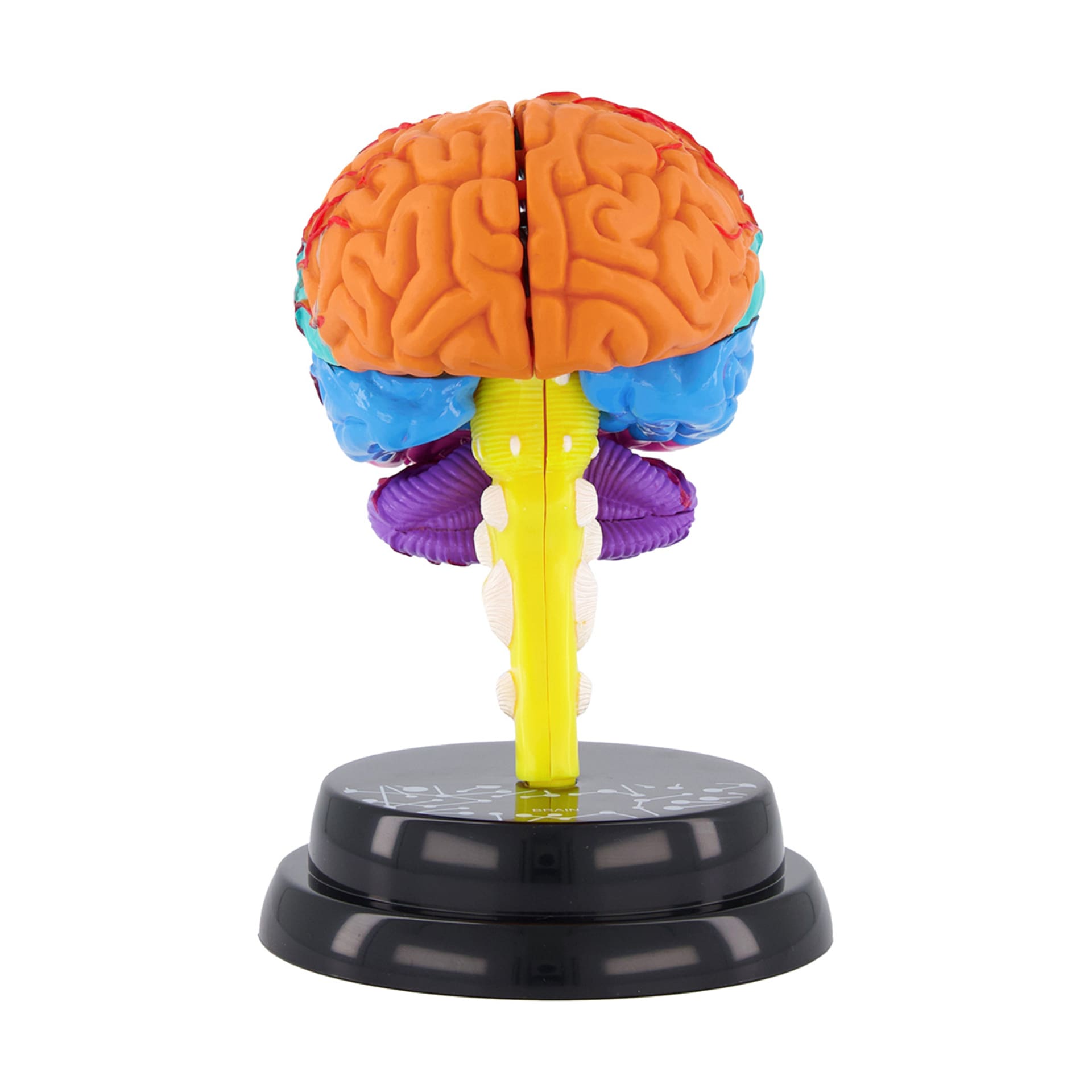 AR Anatomy Professional Model Brain Kmart