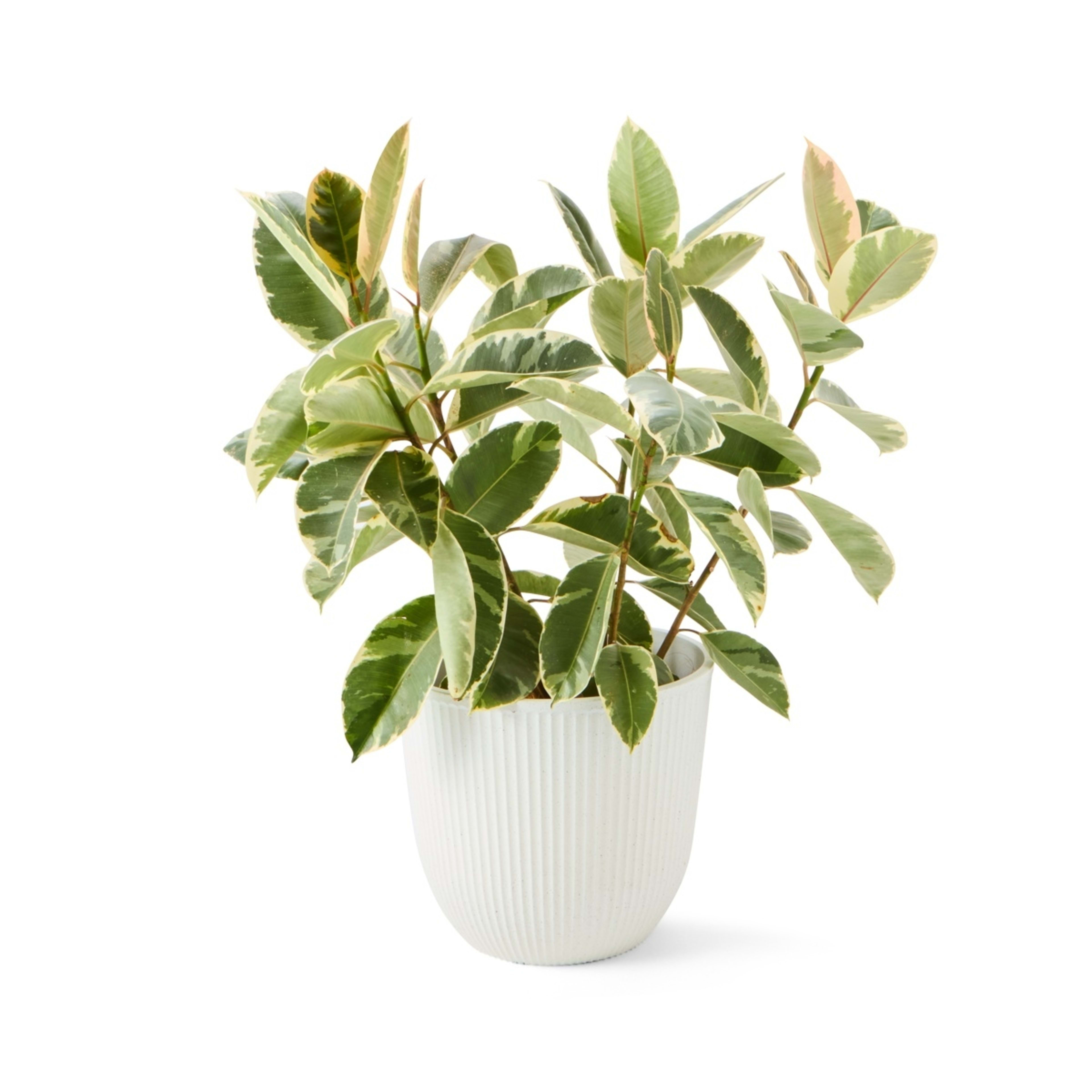 3 Set of 3 Linear Pots, 3 of 10