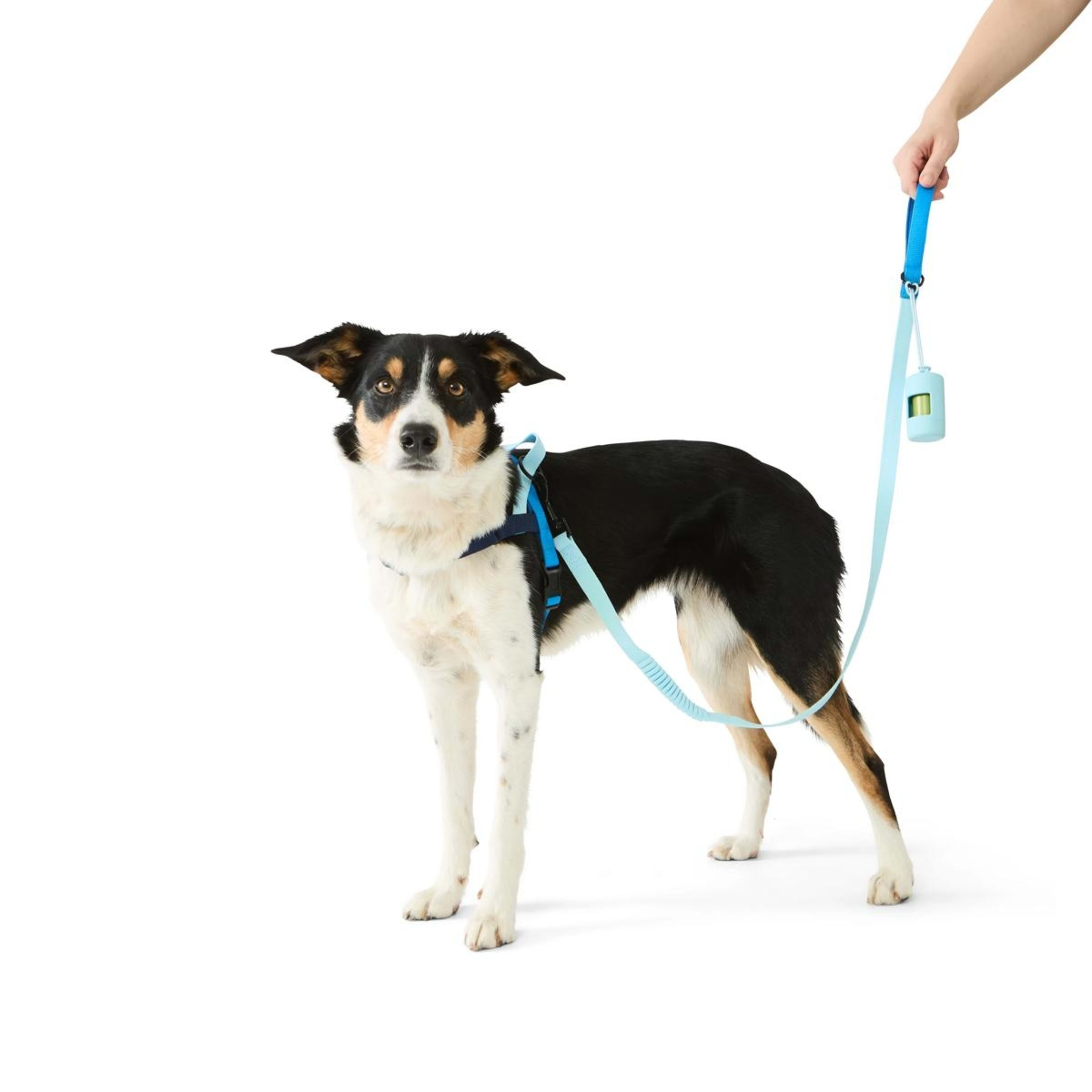 1 Pet Walking Set - Blue, Medium