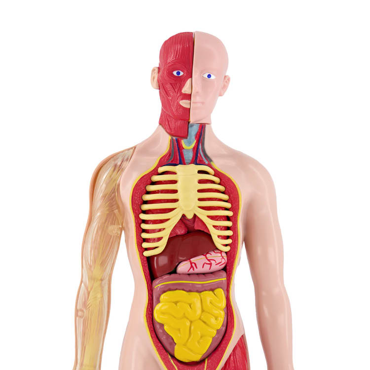 AR Anatomy Professional Model Human Torso Kmart