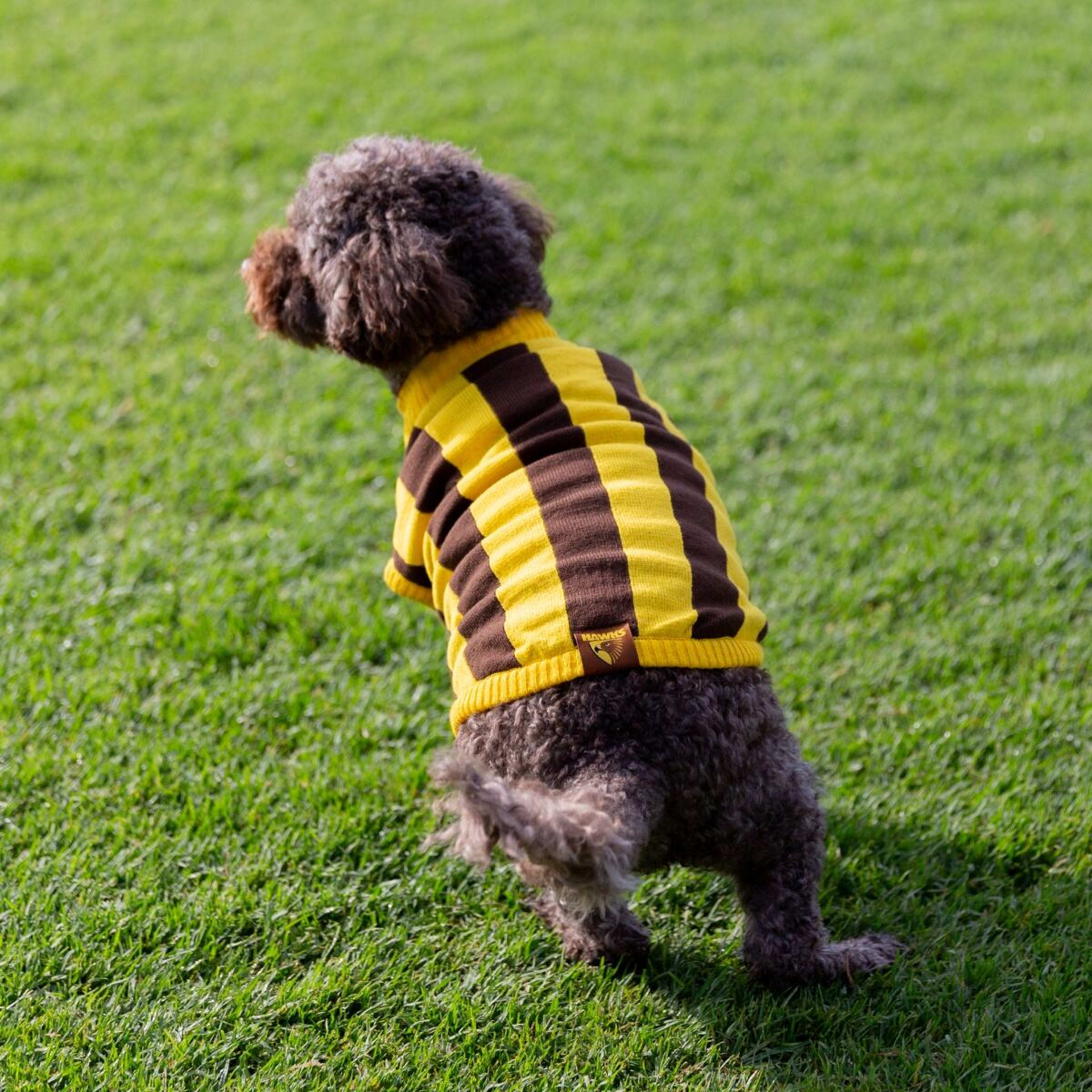 3 AFL Hawthorn Hawks Pet Jumper - Medium, 3 of 4
